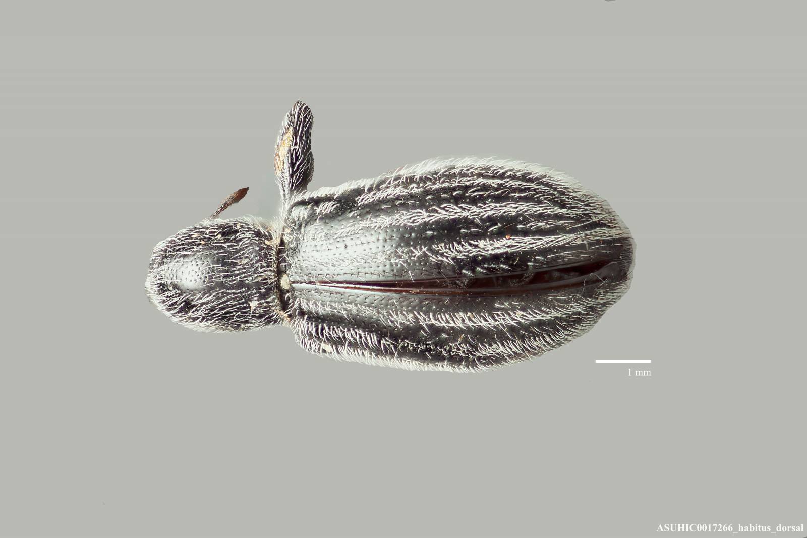 Myrmex vandykei image