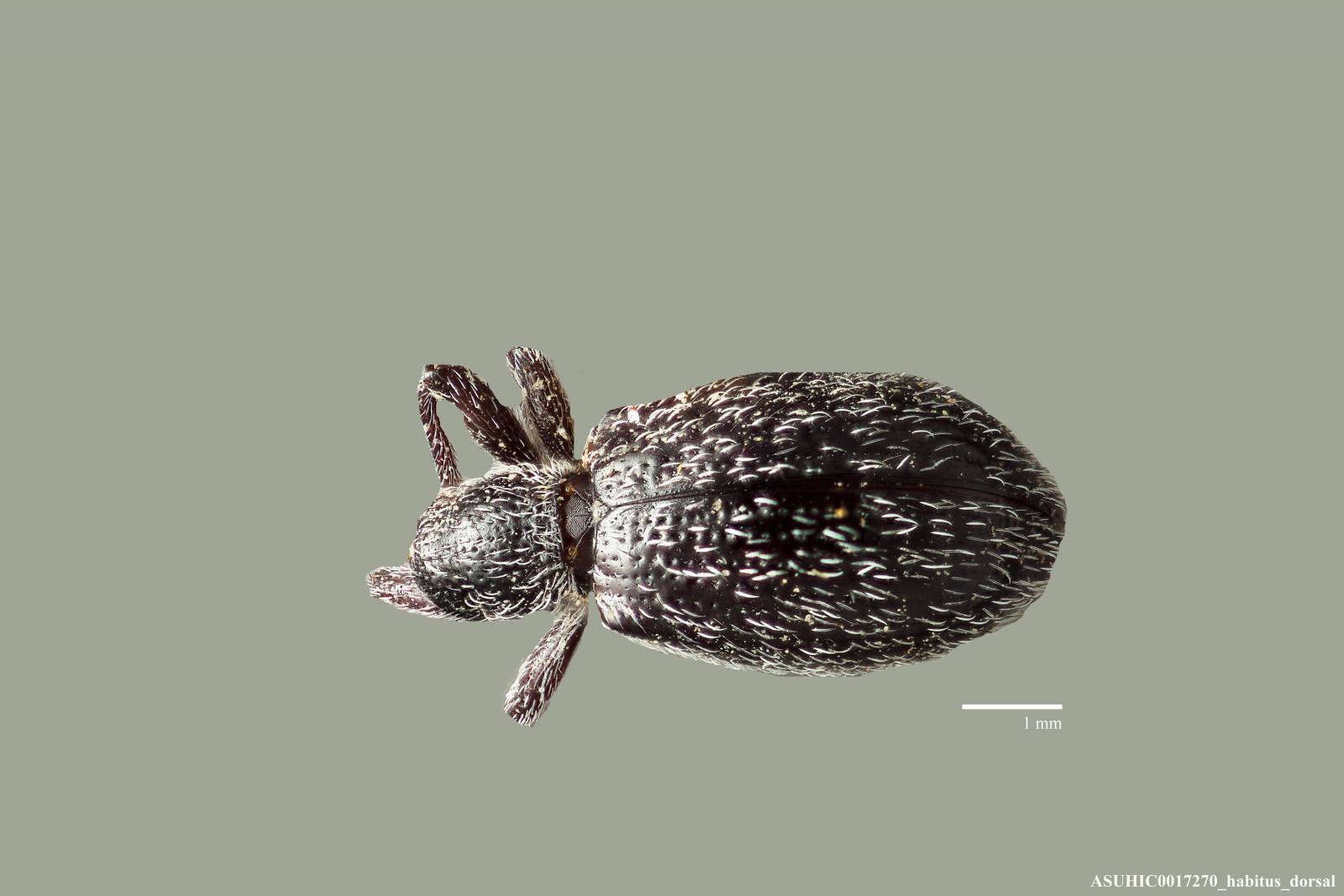 Myrmex schaefferi image