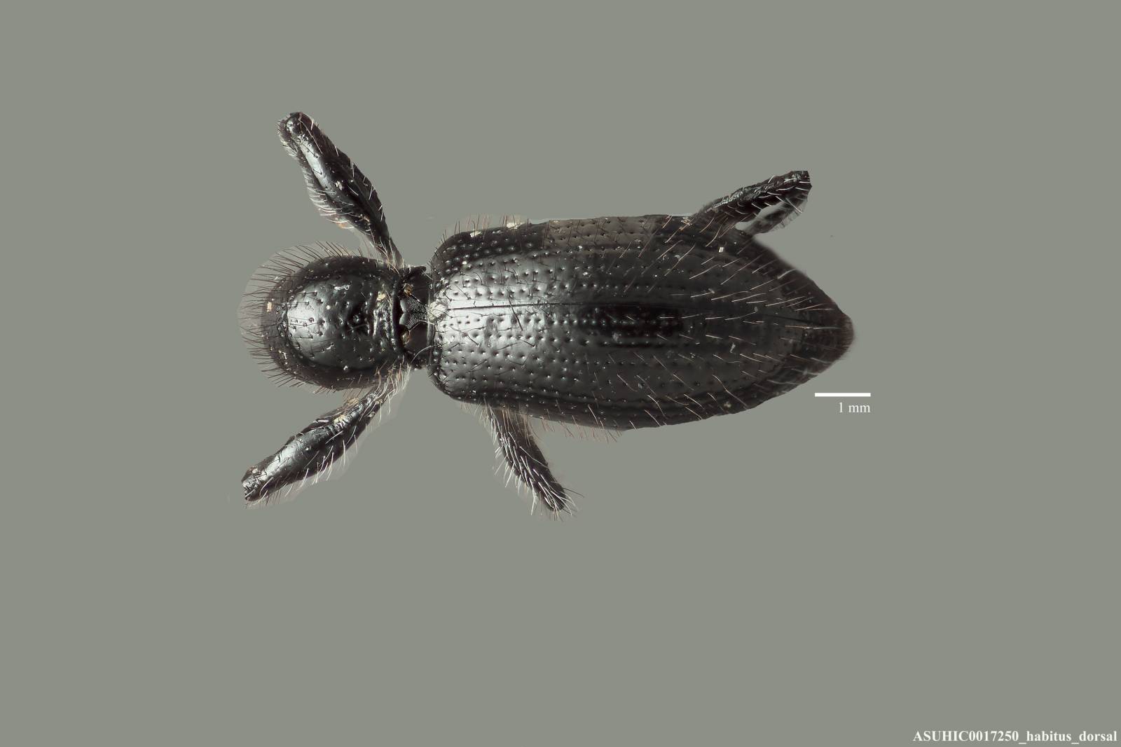 Myrmex myrmex image