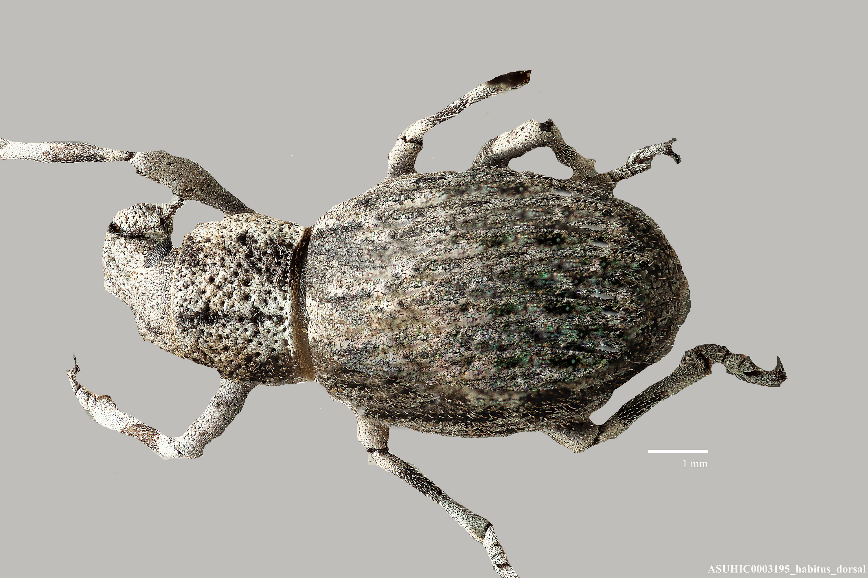 Ophryastes pilosus image