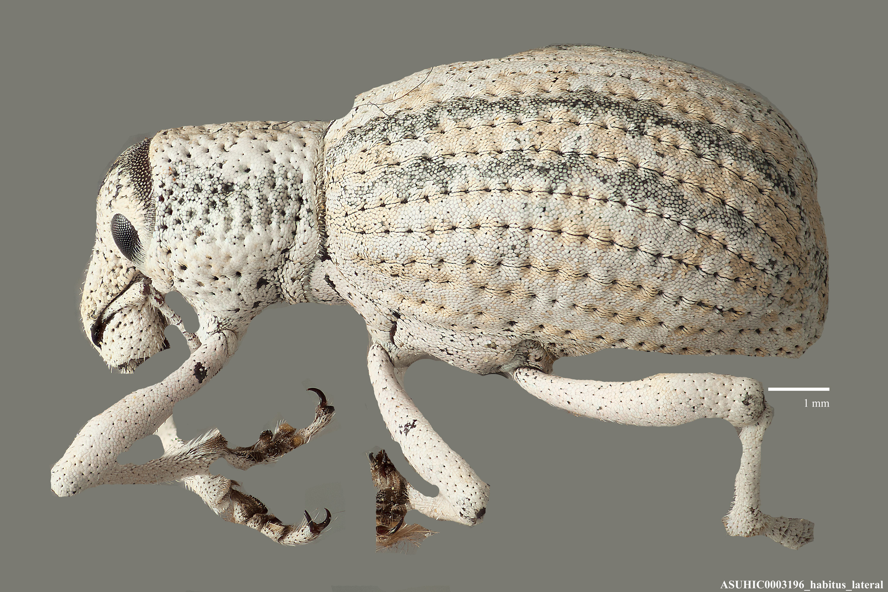 Ophryastes robustus image