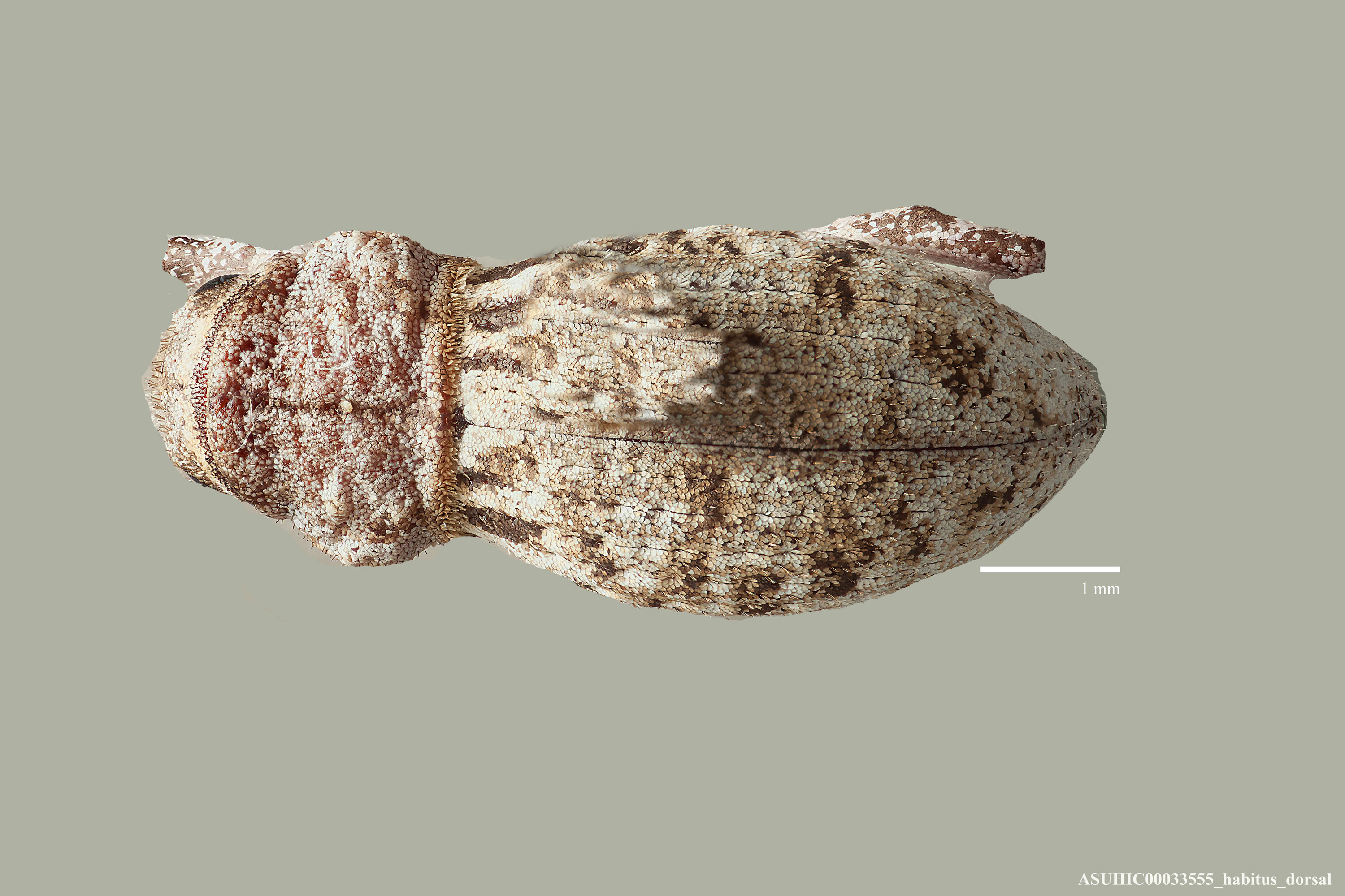 Ophryastes sulcirostris image