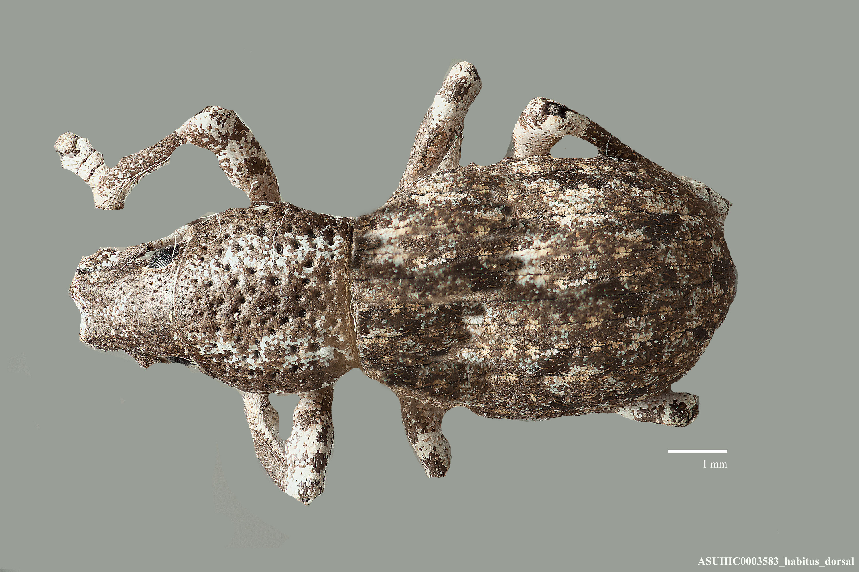 Ophryastes turbinatus image