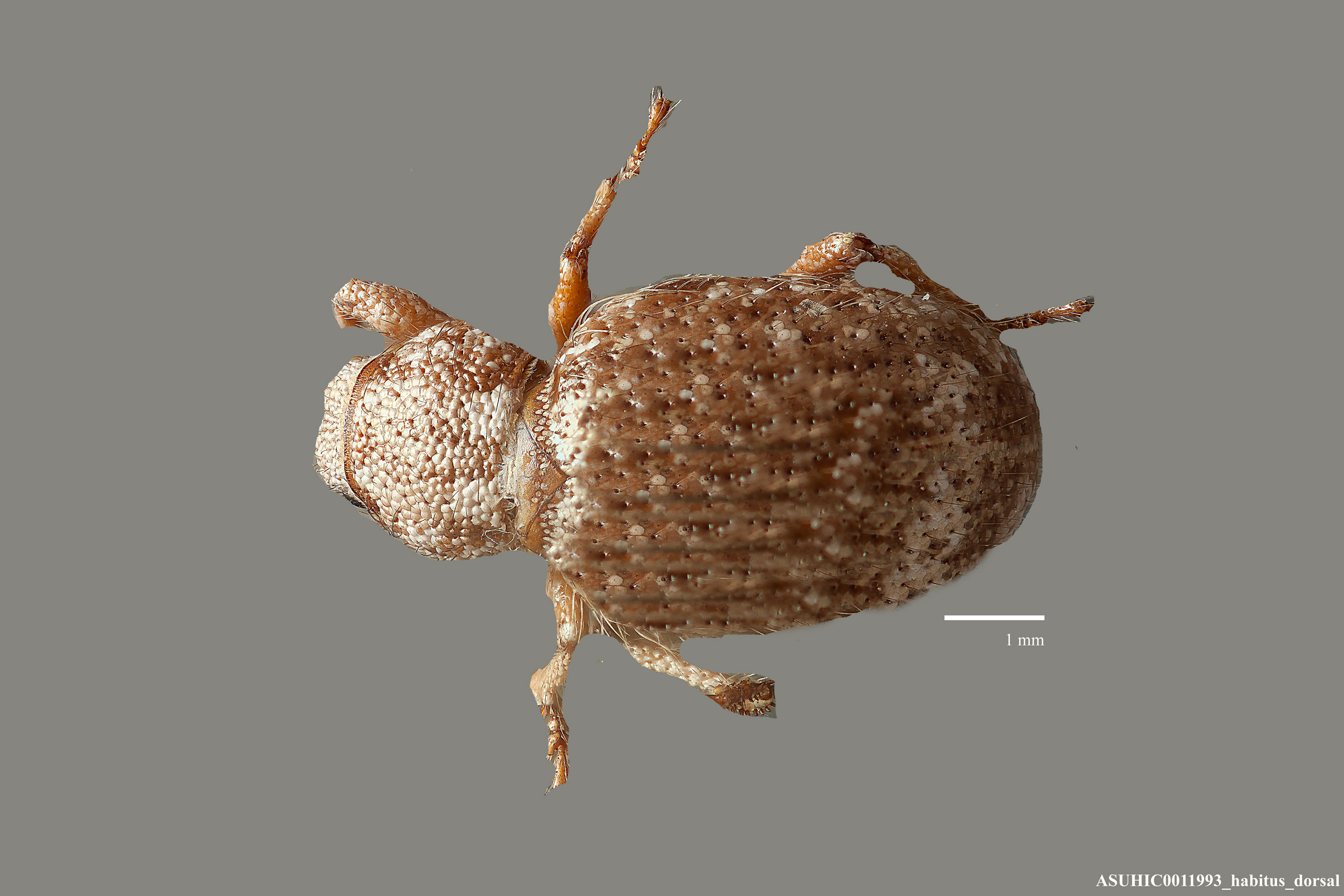 Miloderes setosus image