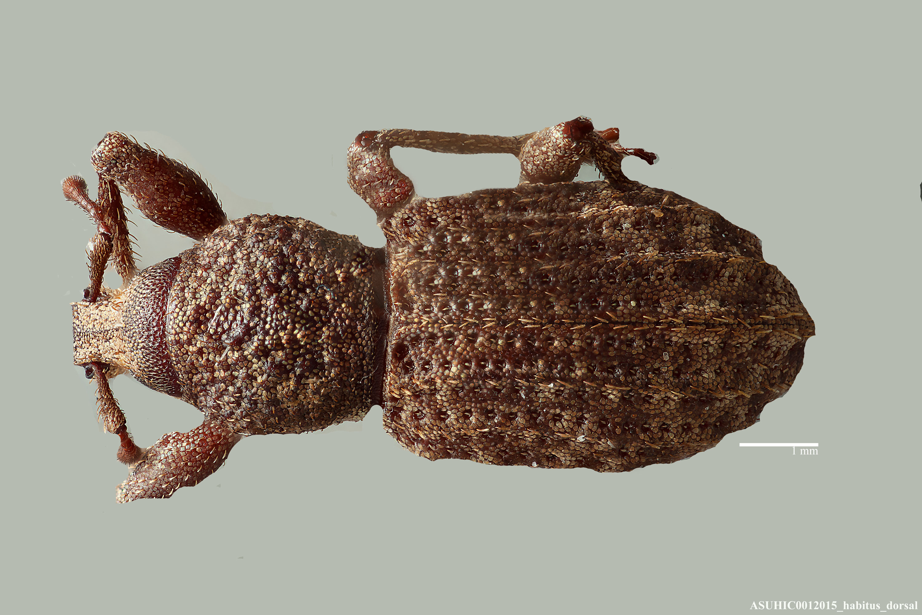 Brachyceridae image