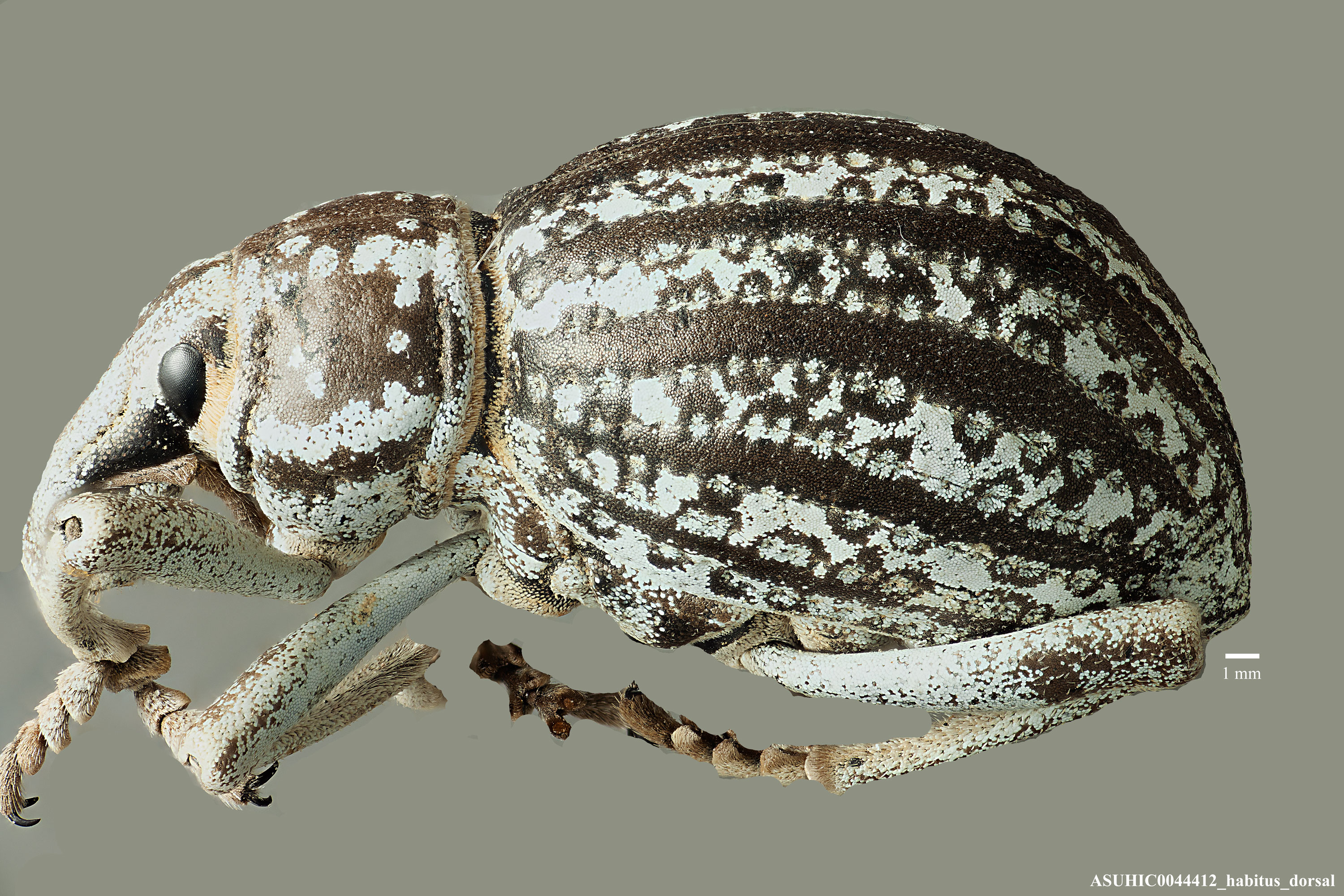 Ophryastes speciosus image