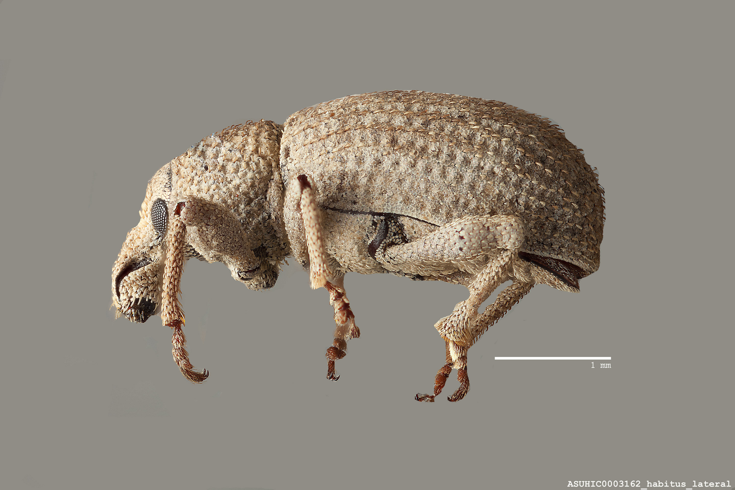 Dichoxenus occidentalis image