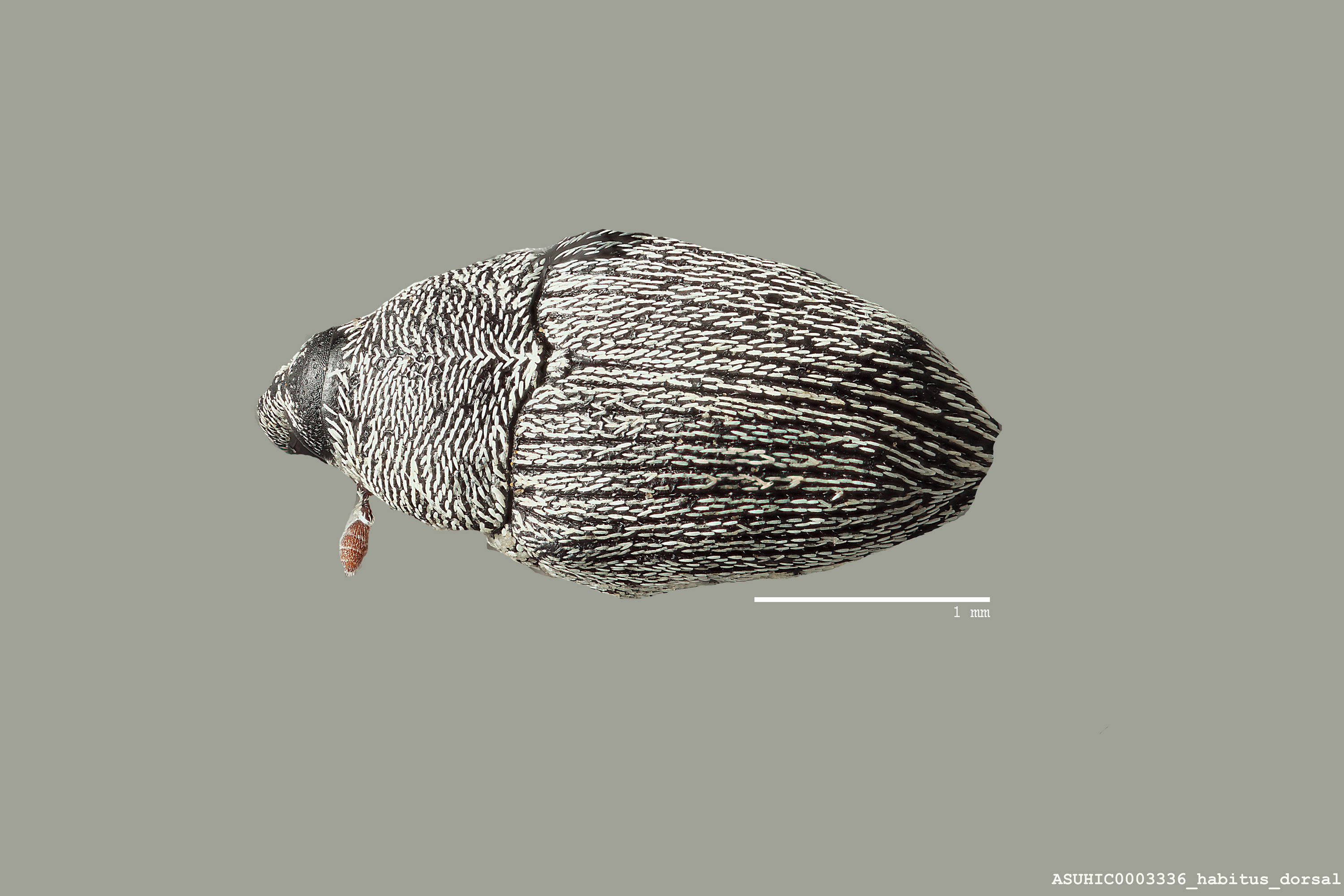 Linogeraeus tonsilis image