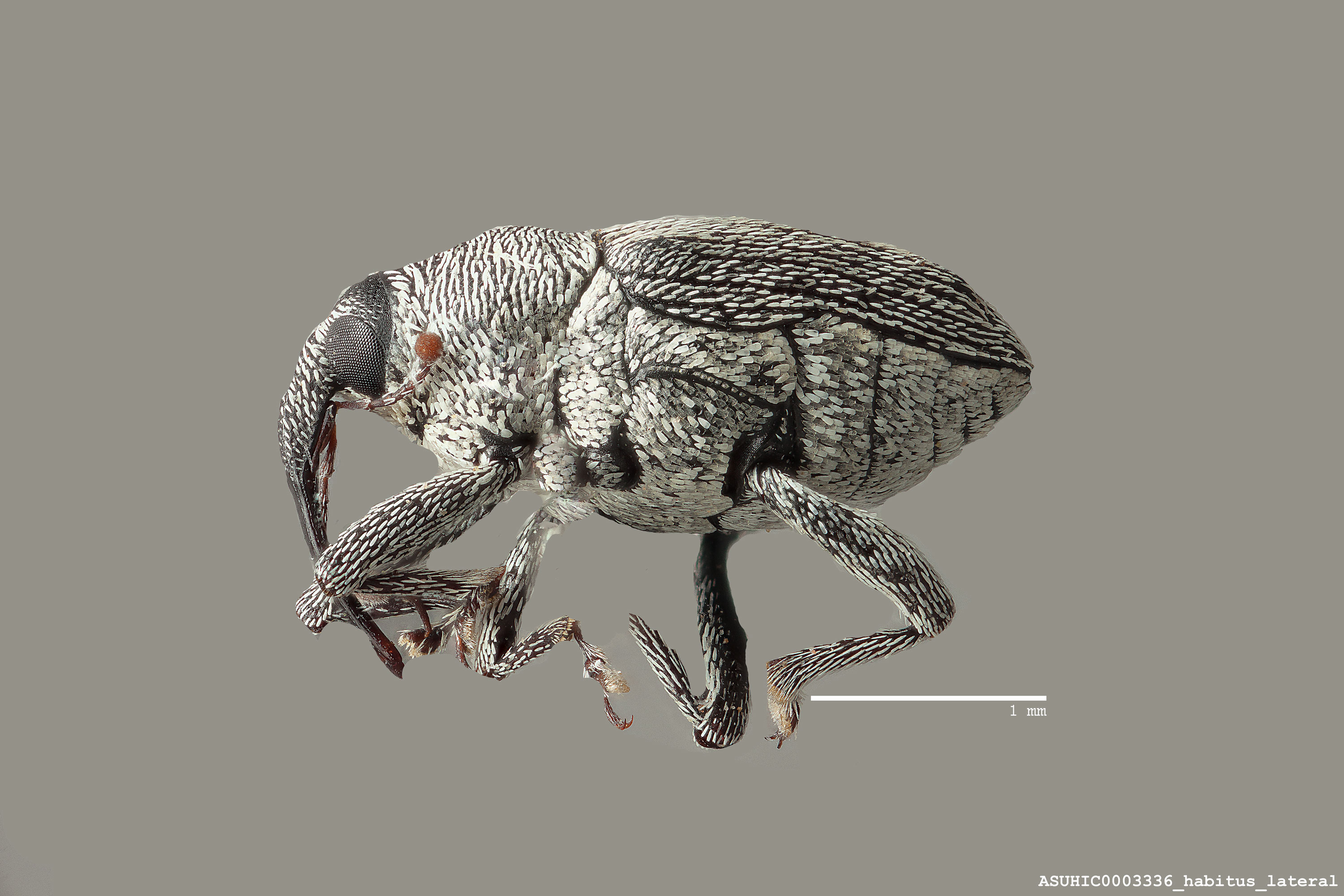 Linogeraeus tonsilis image