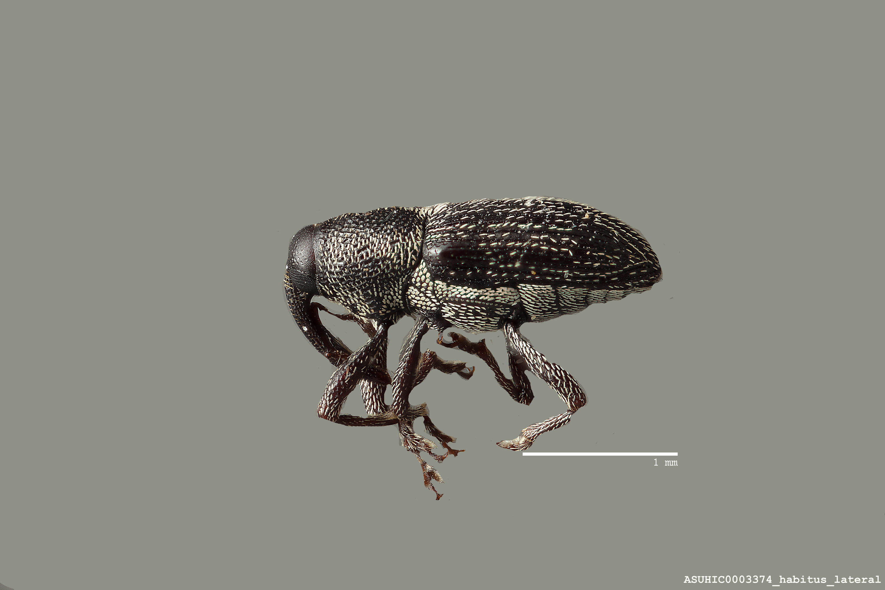 Nicentrus lecontei image