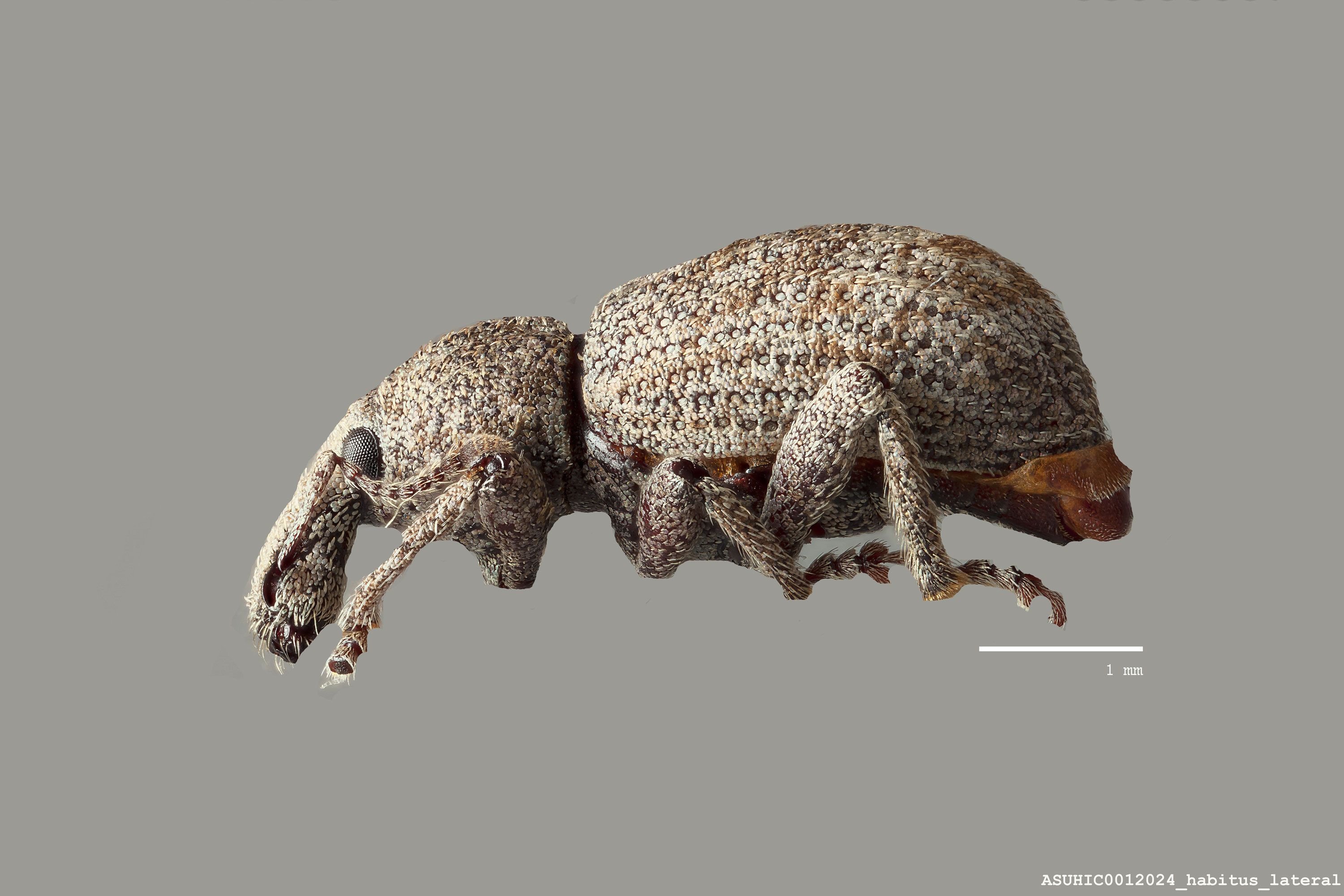Brachyceridae image