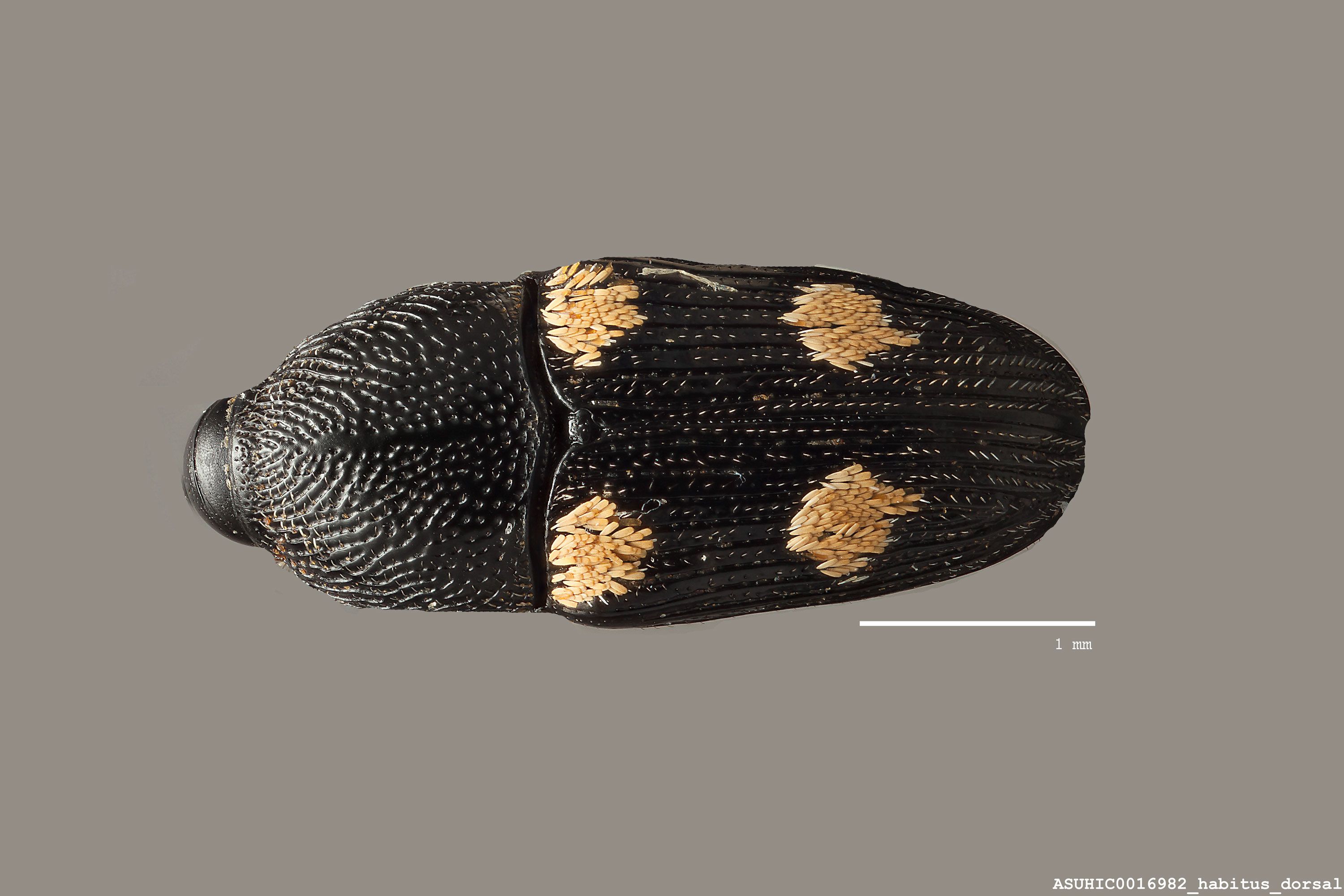 Madarus ochreoguttatus image