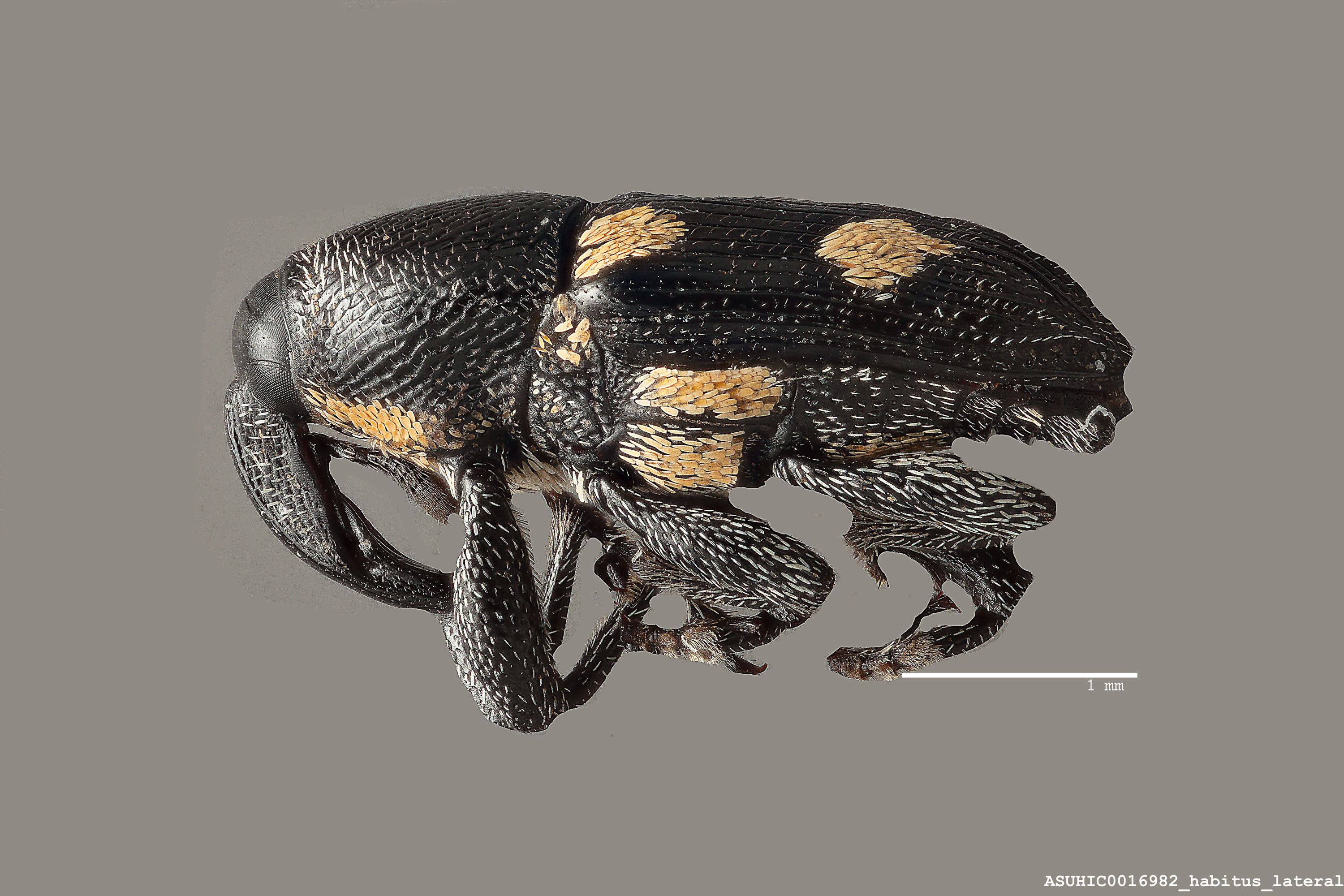 Madarus ochreoguttatus image