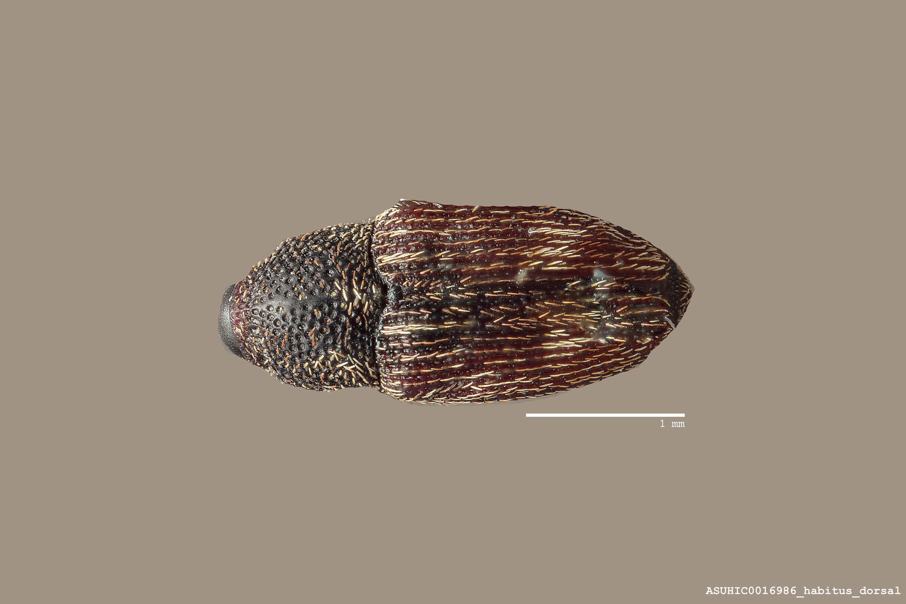 Stictobaris ornatella image