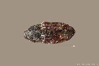 Image of Stictobaris ornatella