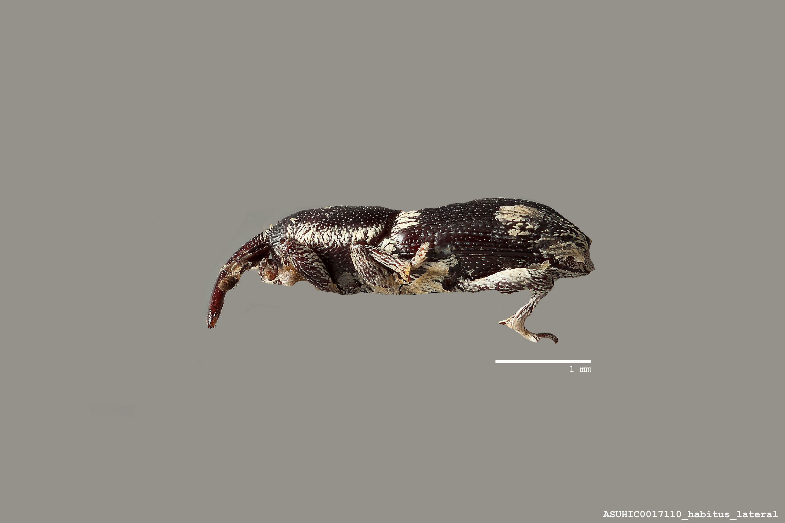 Limnobaris leucostigma image