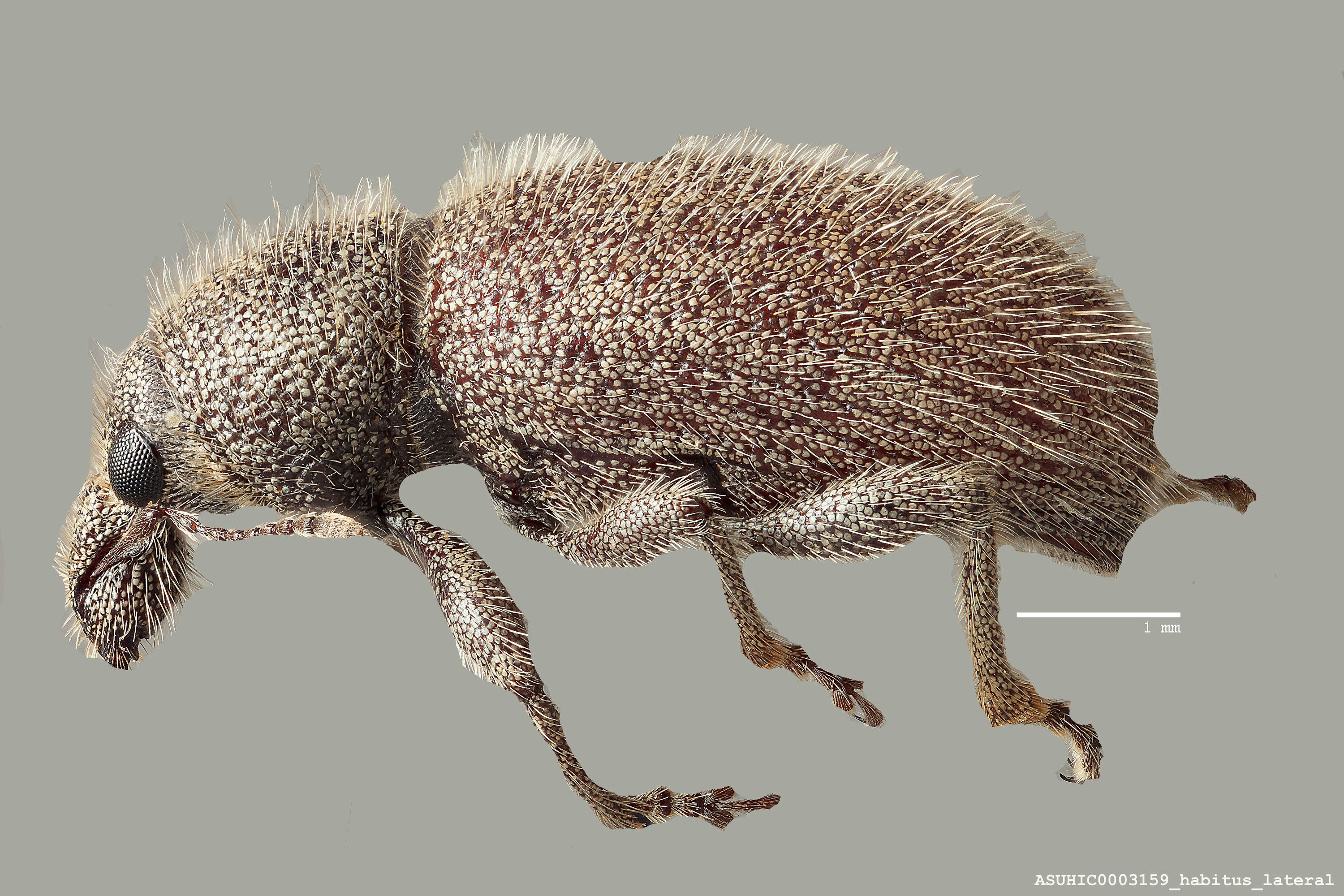Peritaxia image