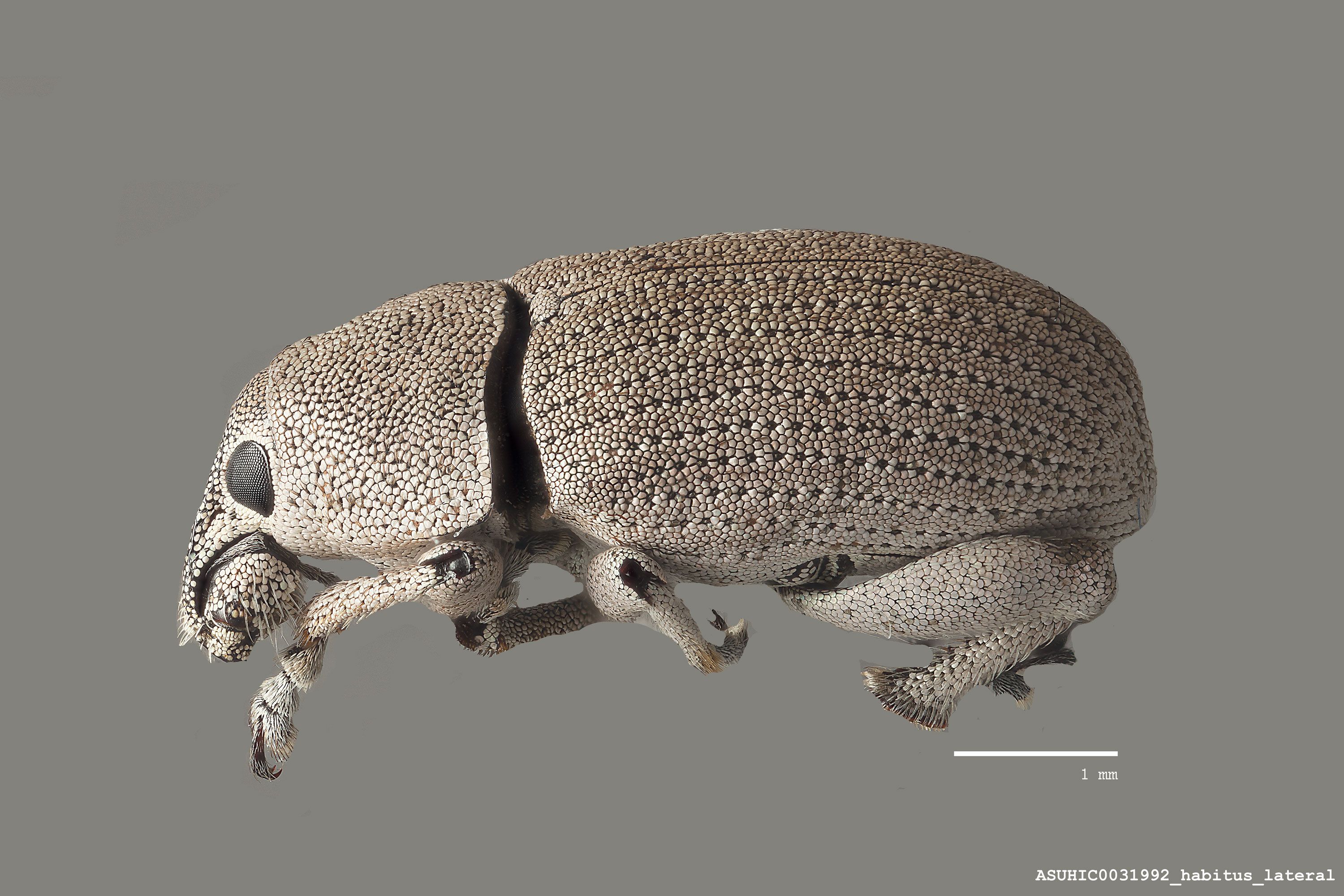 Colecerus setosus image