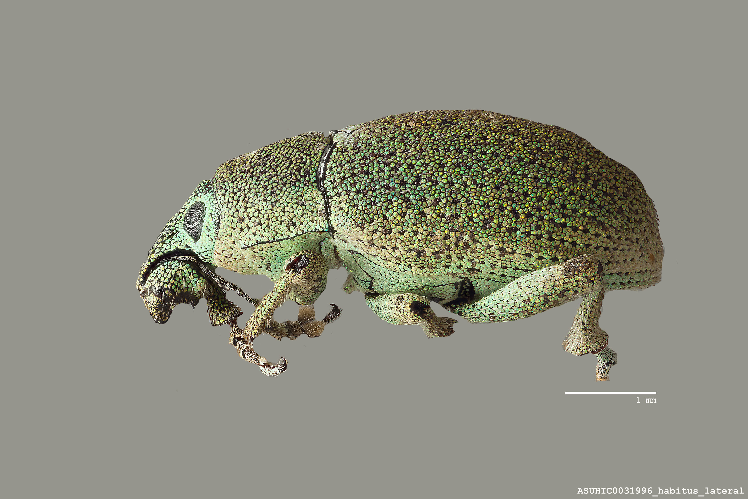 Colecerus virescens image