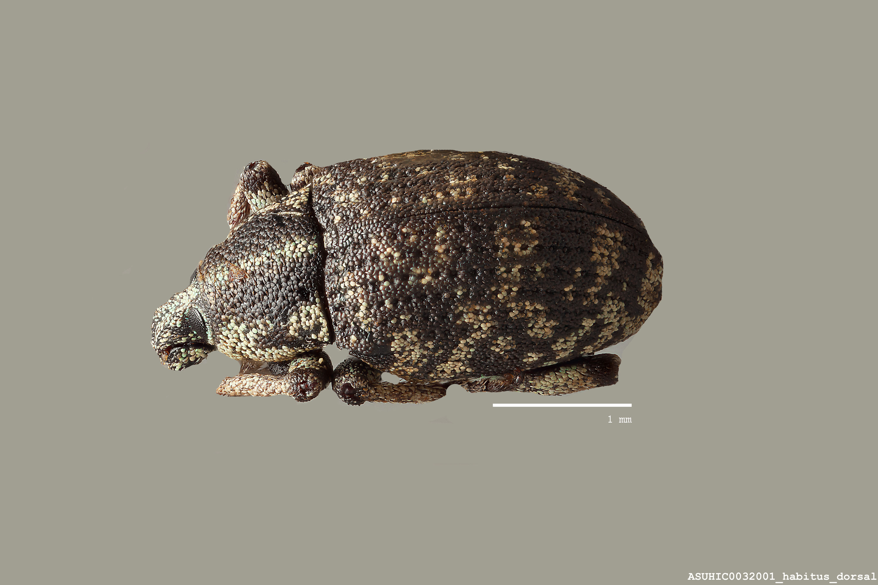 Eucoleocerus conicicollis image