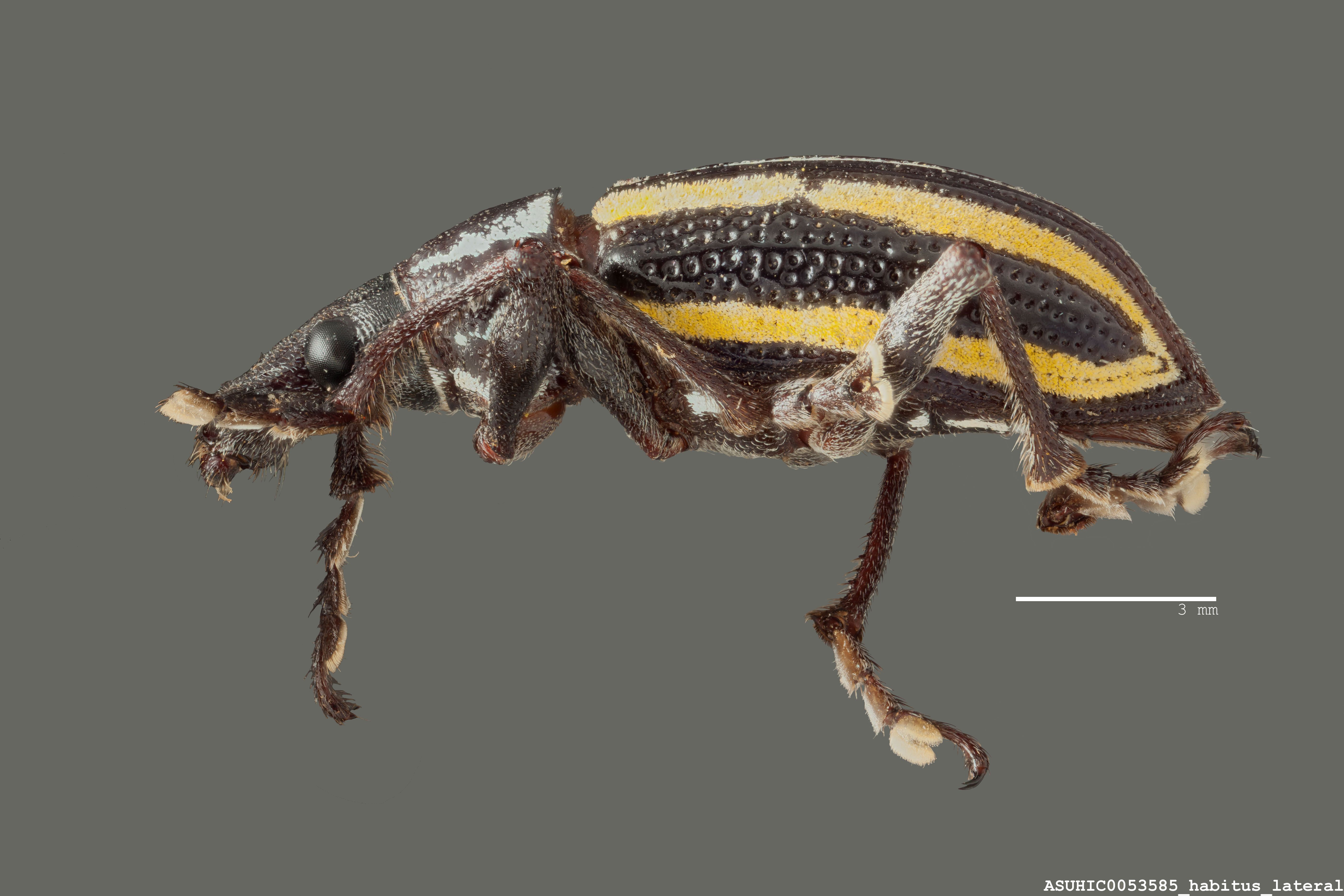 Exophthalmus quadrivittatus image
