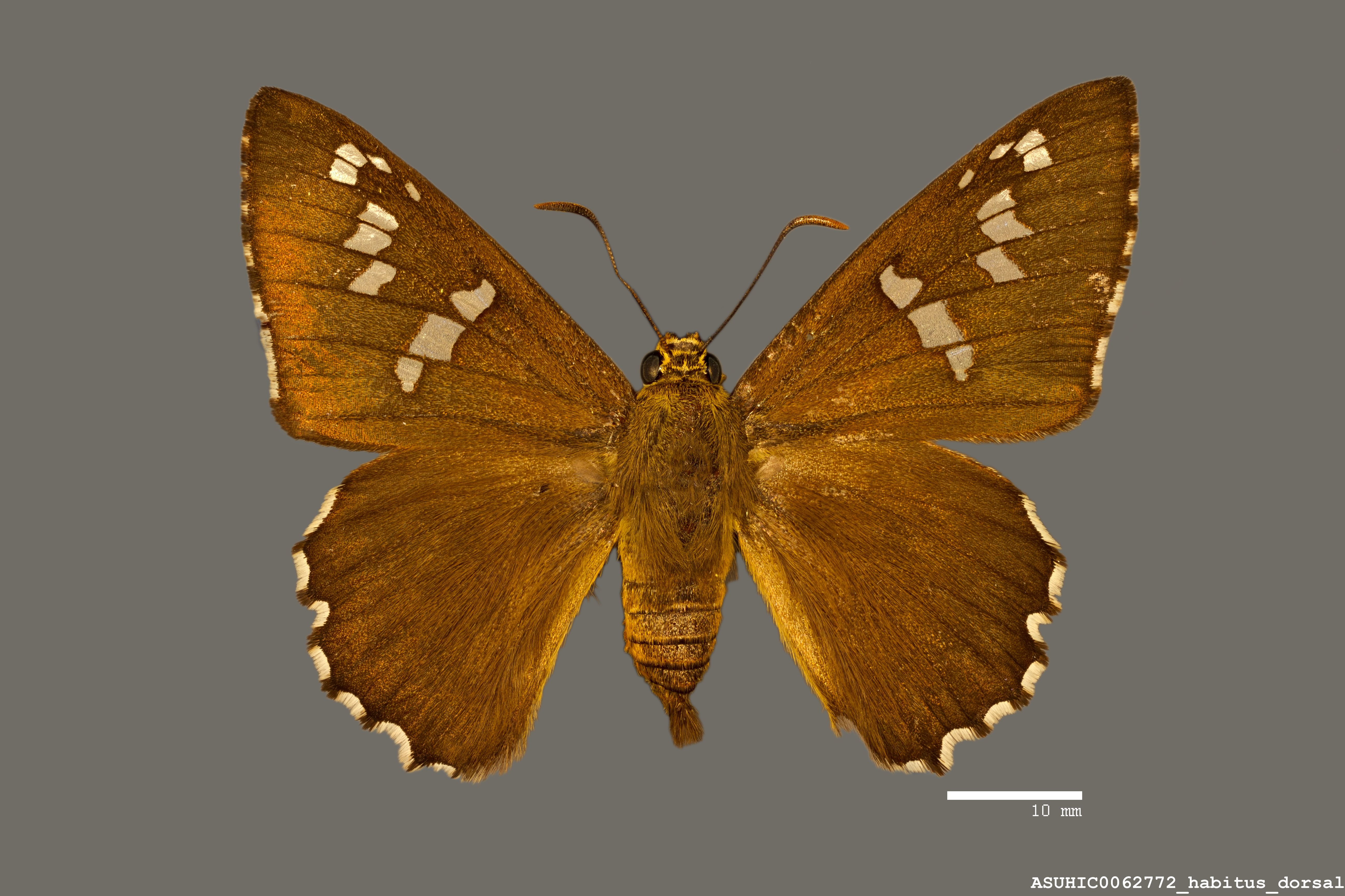Pyrrhopyge araxes image