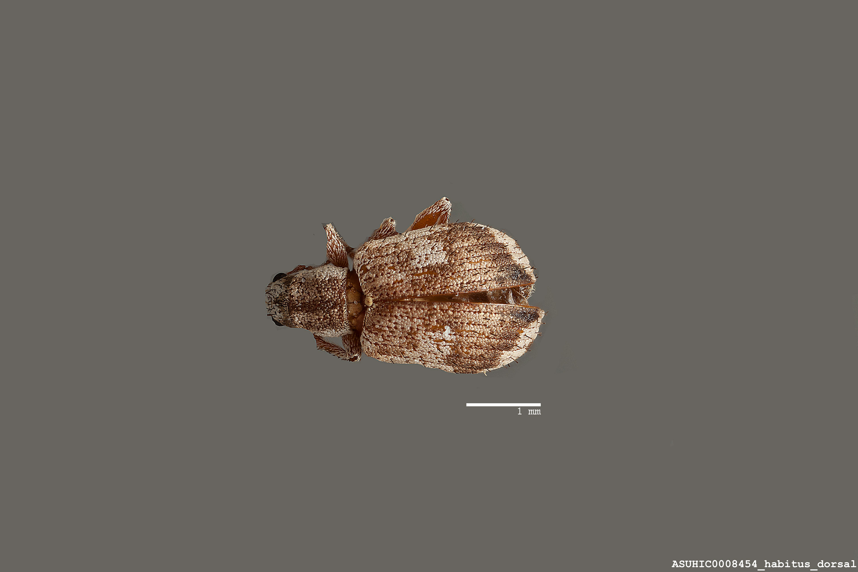 Polydrusus (Polydrusus) decoratus image