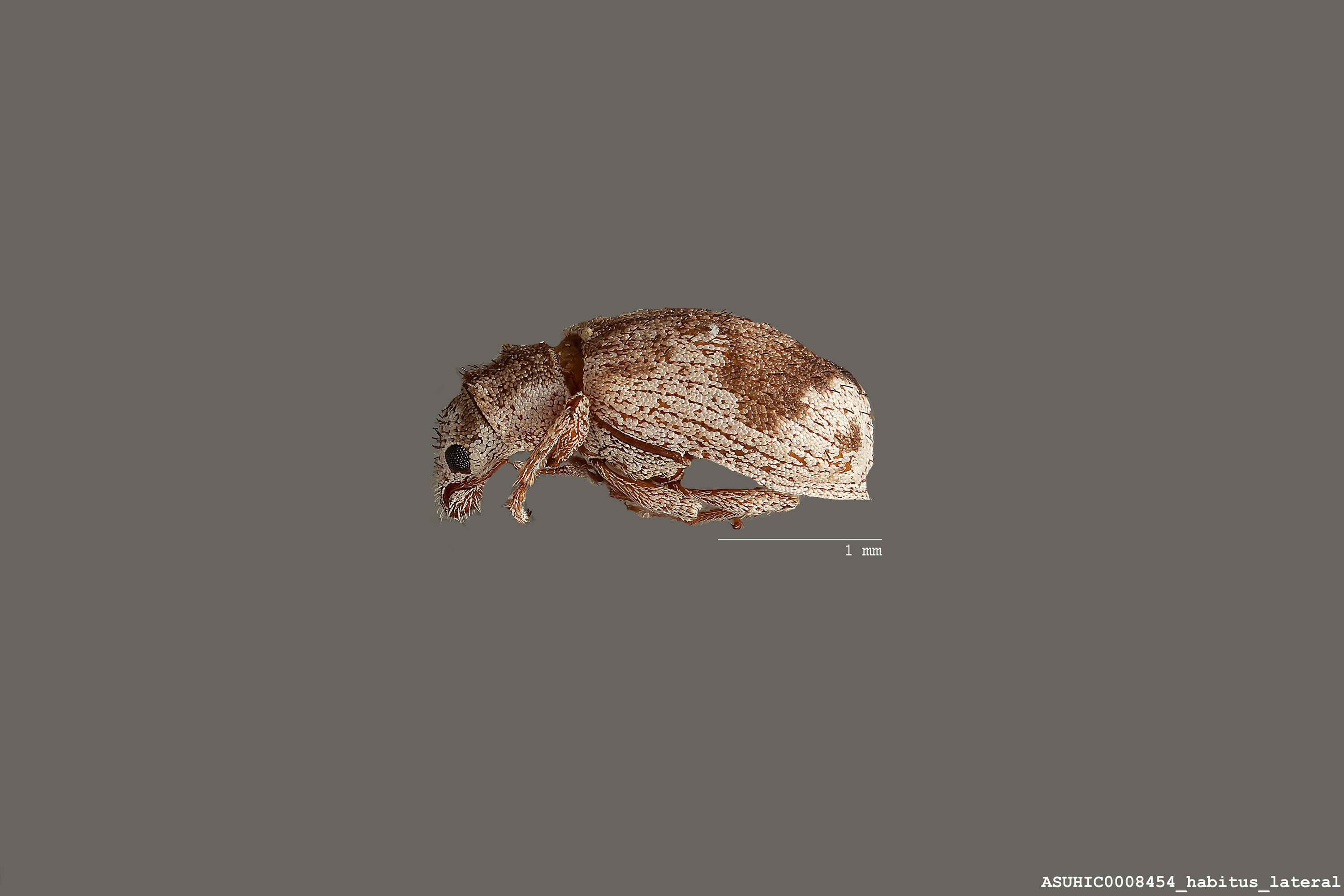 Polydrusus (Polydrusus) decoratus image