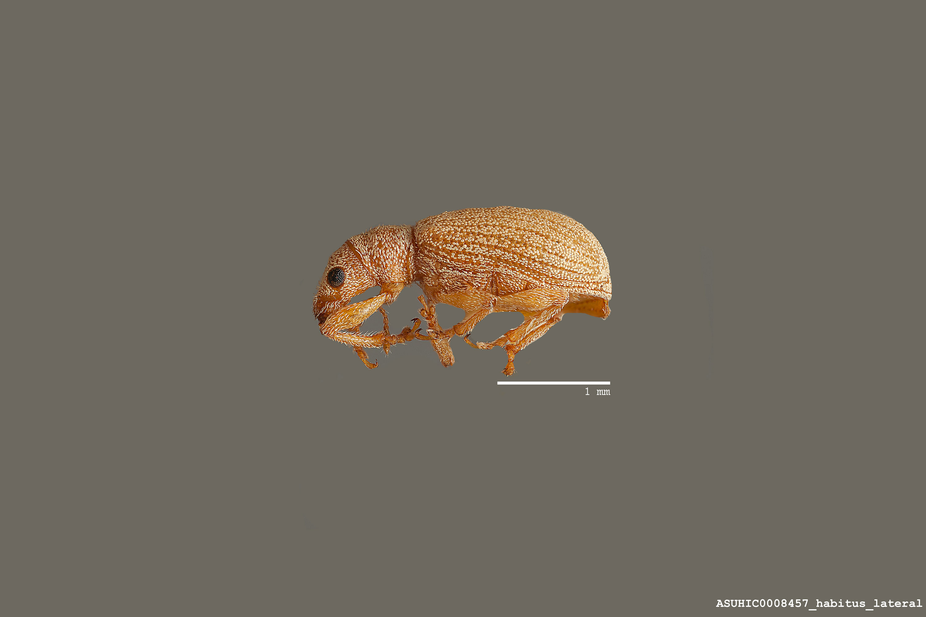 Polydrusus (Polydrusus) ochreus image