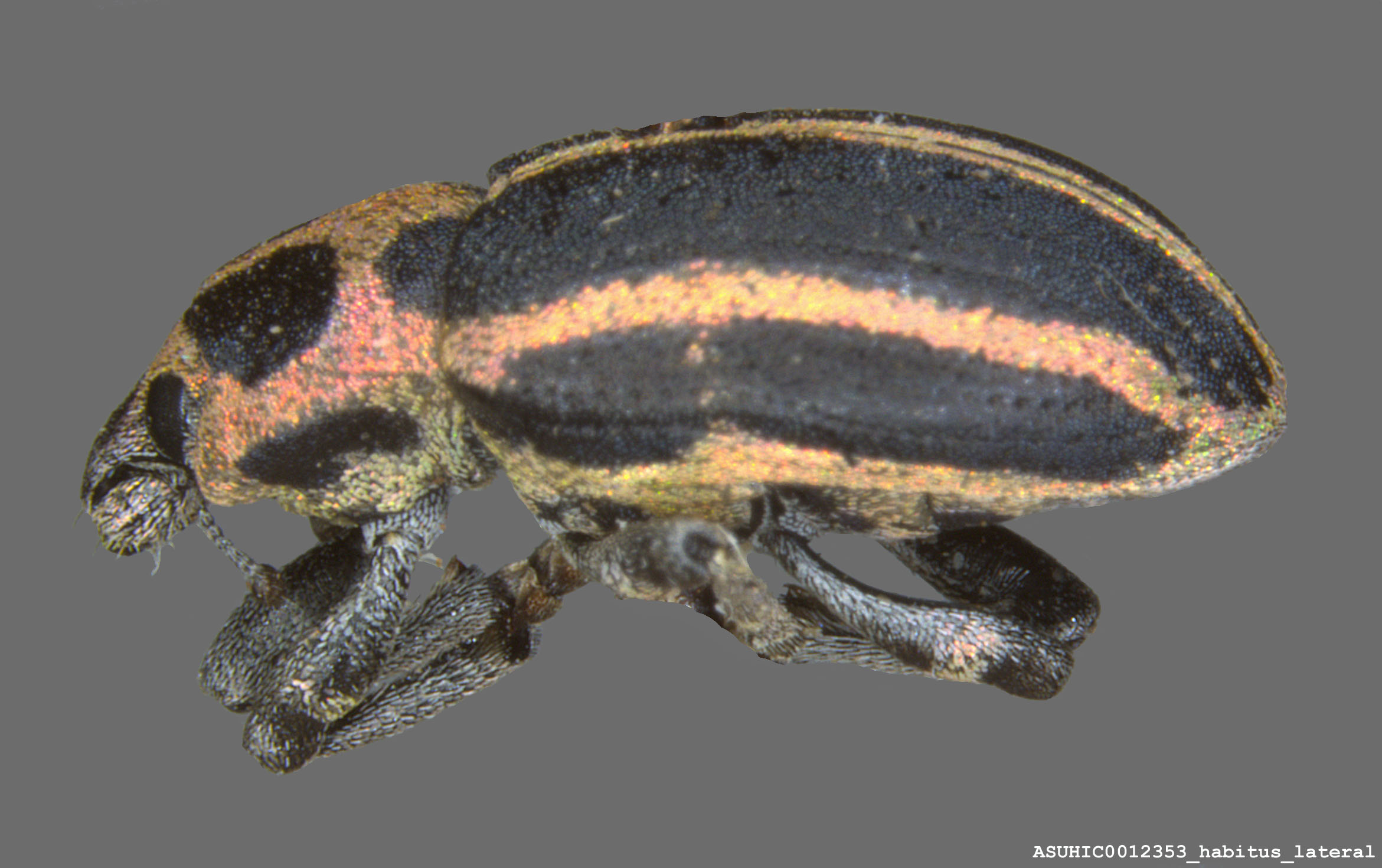 Eudiagogus pulcher image