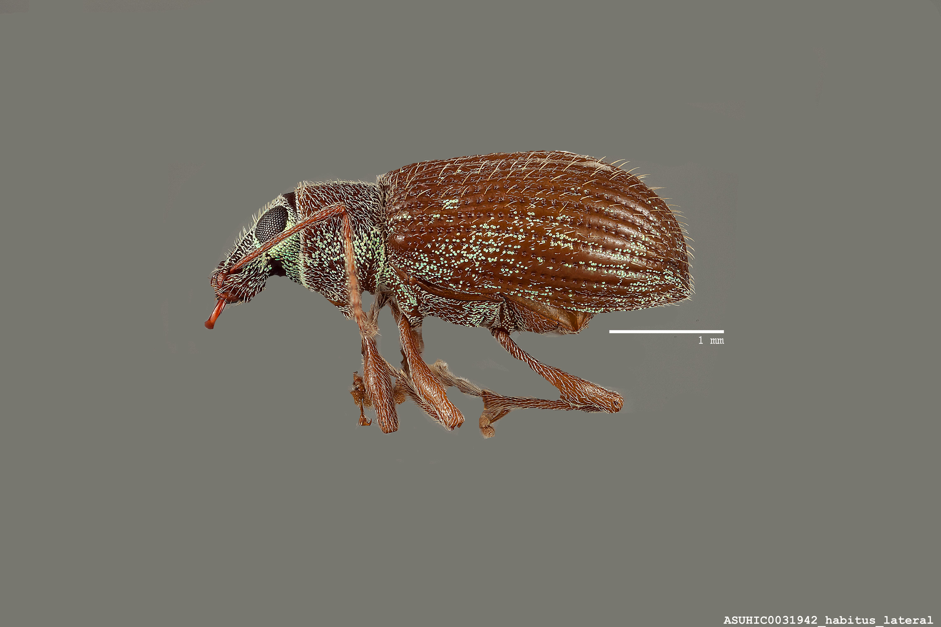 Cyrtepistomus castaneus image