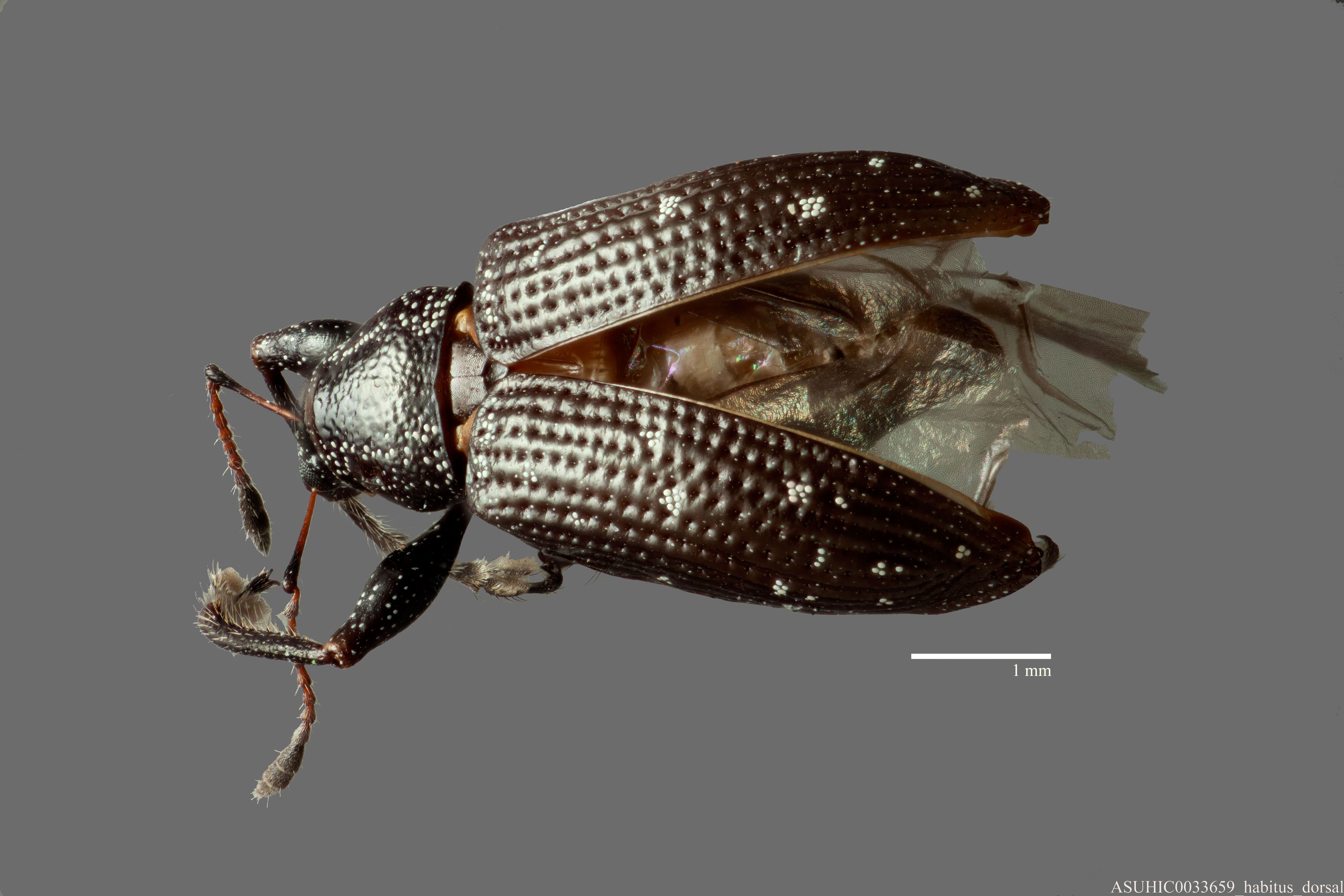 Lachnopus bivirgatus image