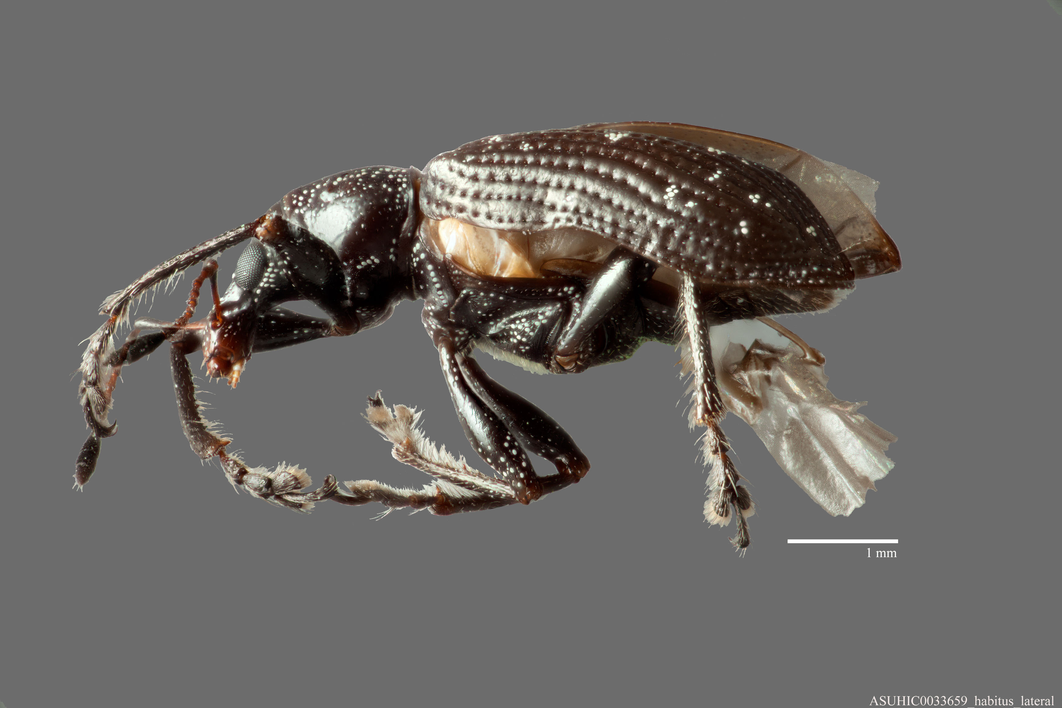 Lachnopus bivirgatus image