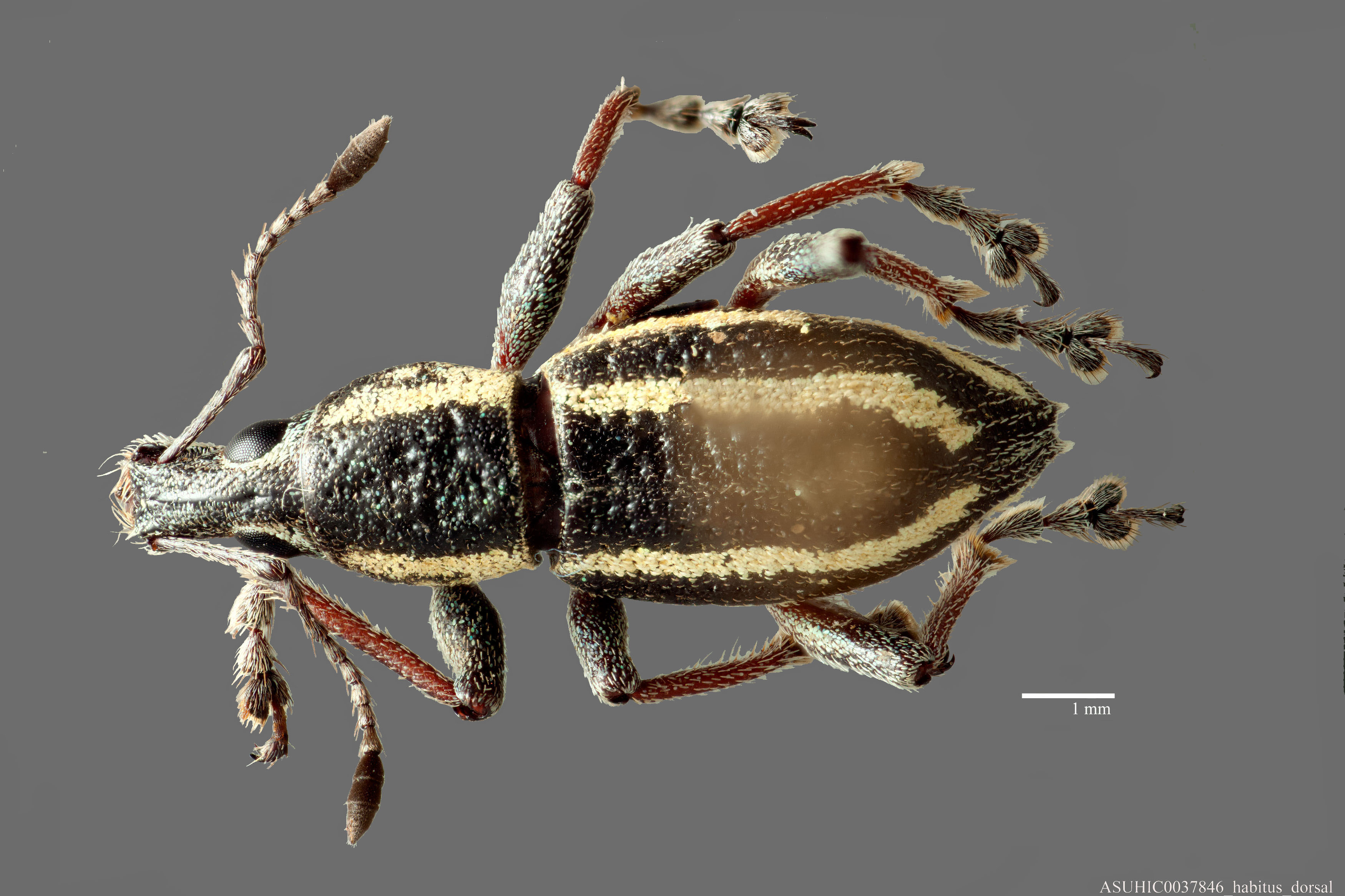 Exophthalmus albovittatus image