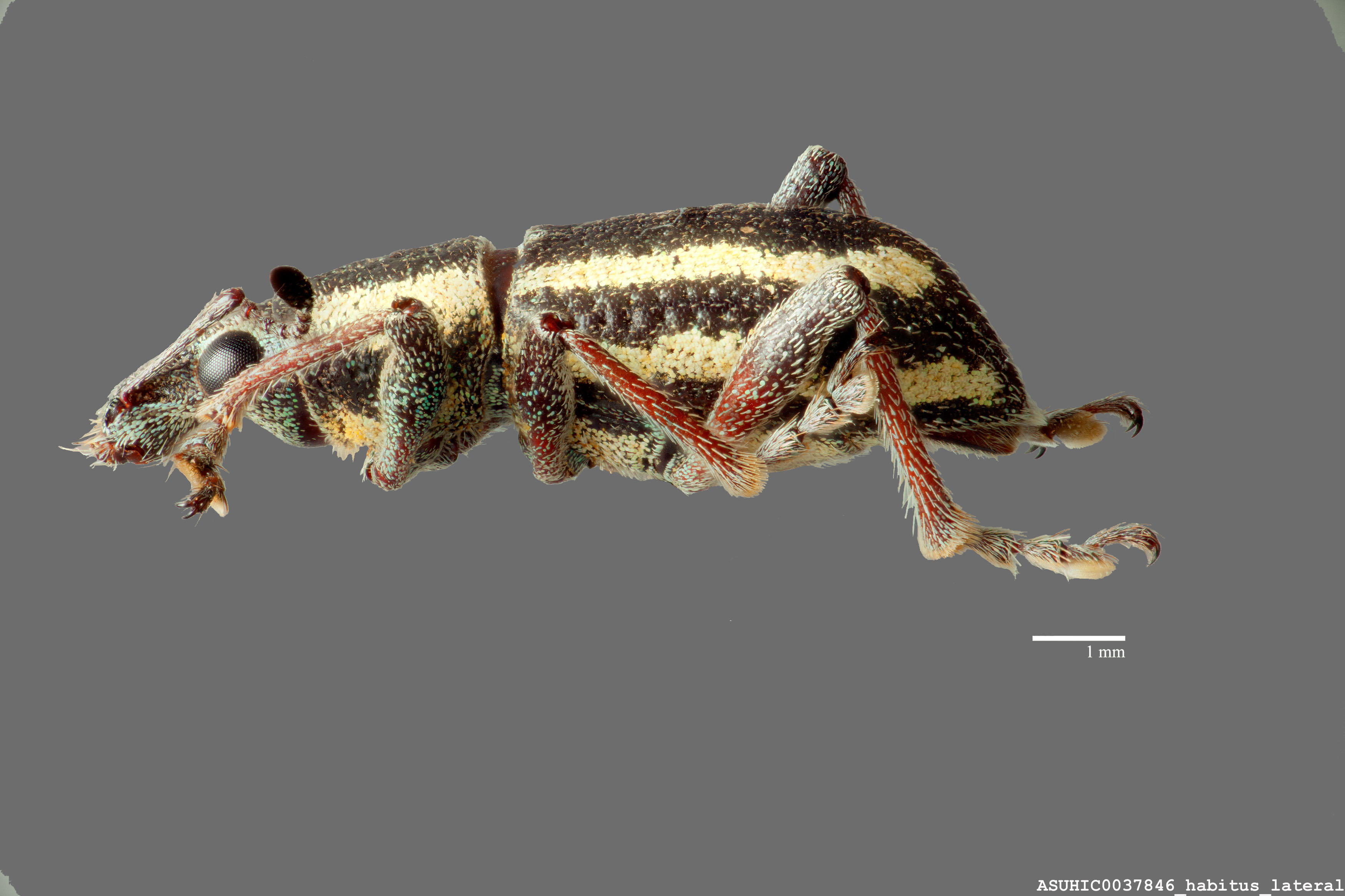 Exophthalmus albovittatus image