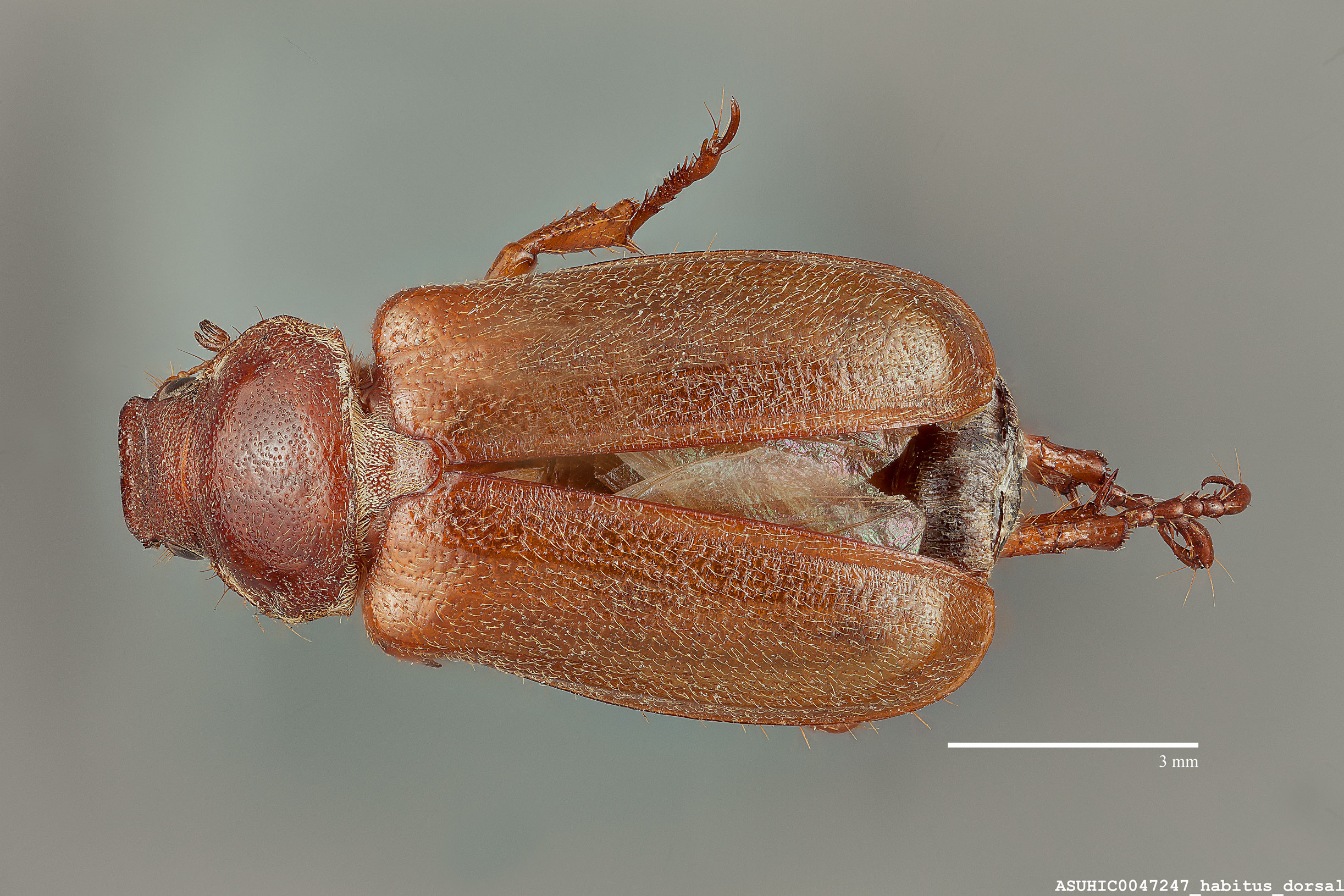 Scarabaeidae image