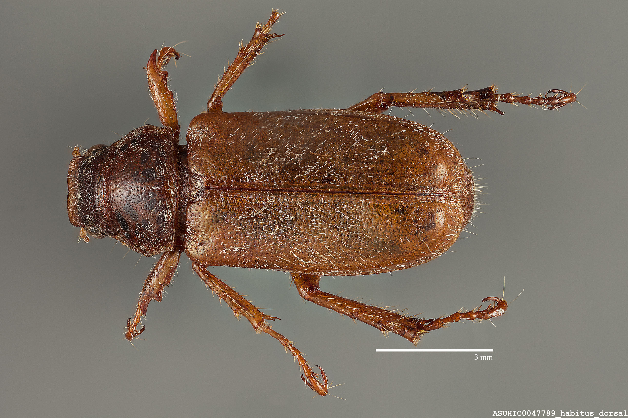 Dichelonyx diluta image