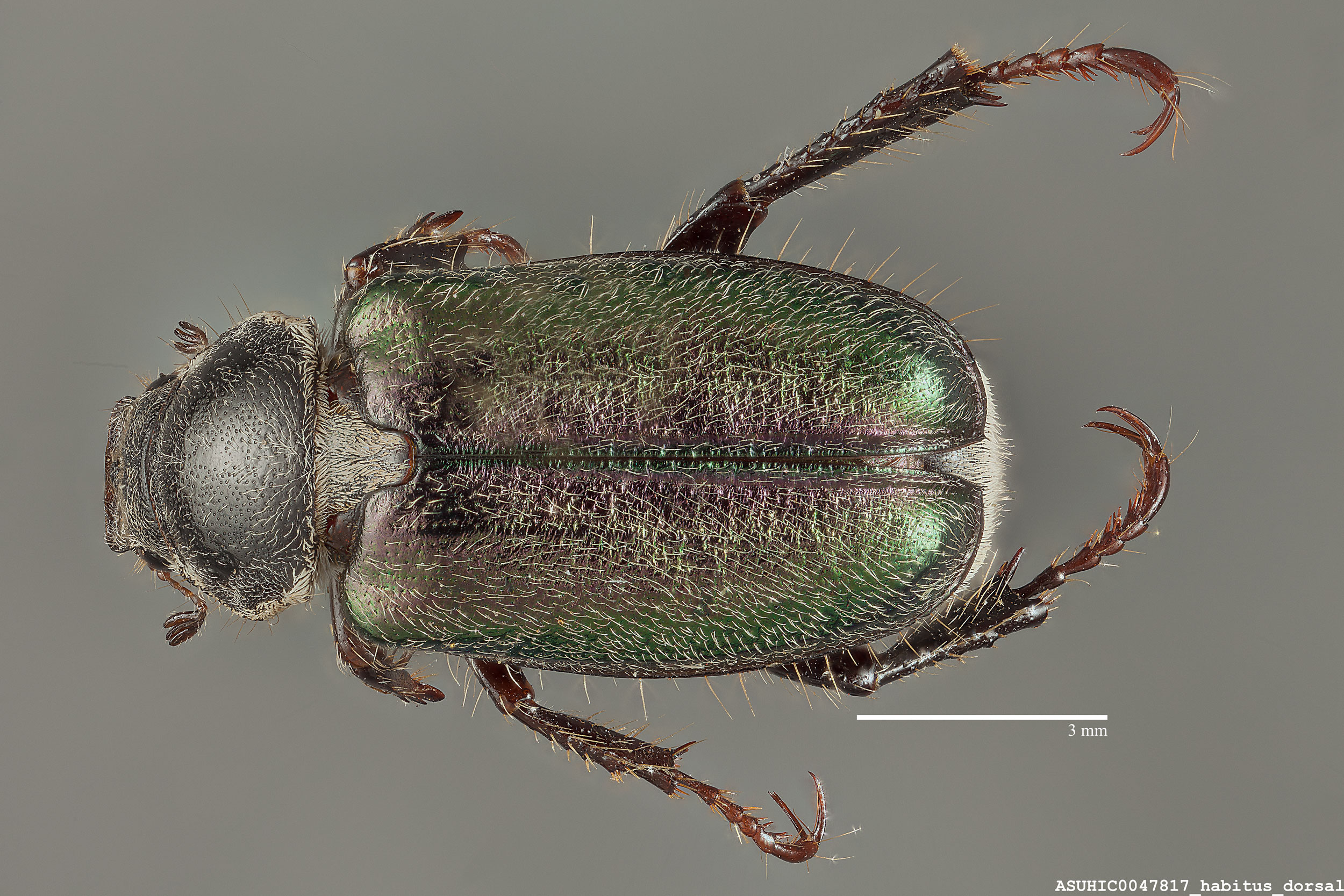 Dichelonyx backi arizonica image