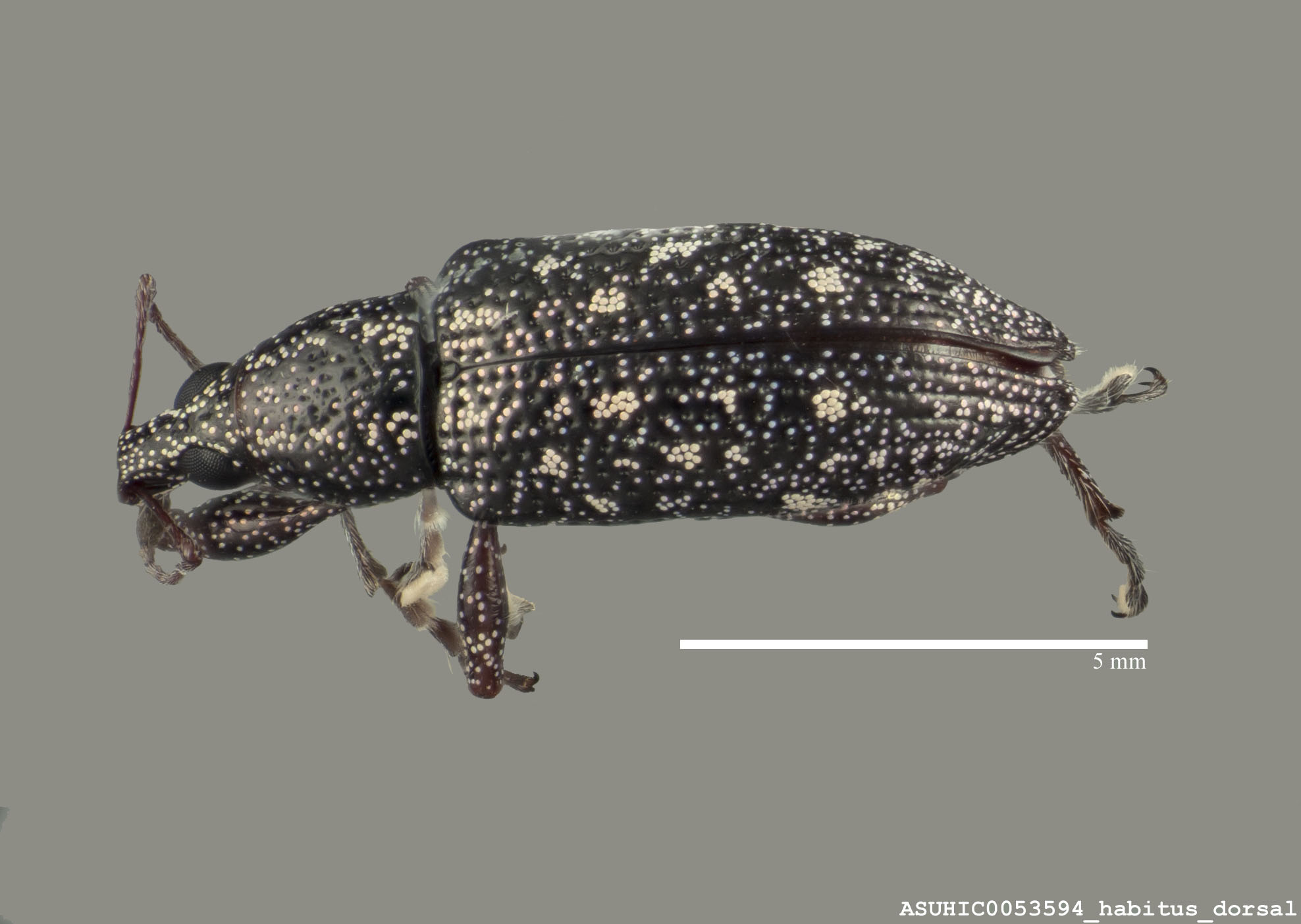 Lachnopus bivirgatus image