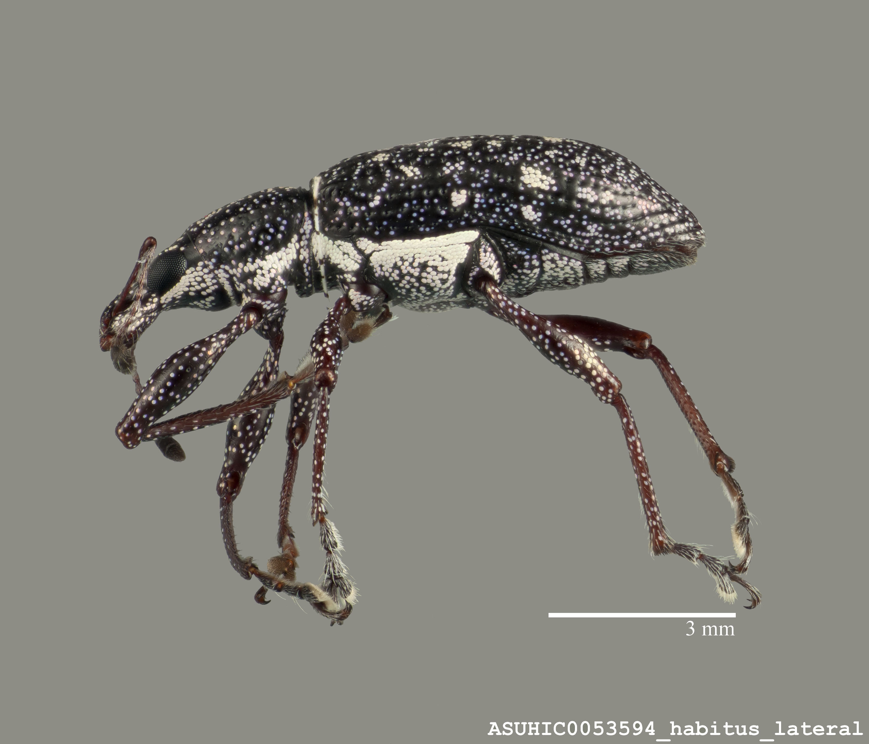 Lachnopus bivirgatus image