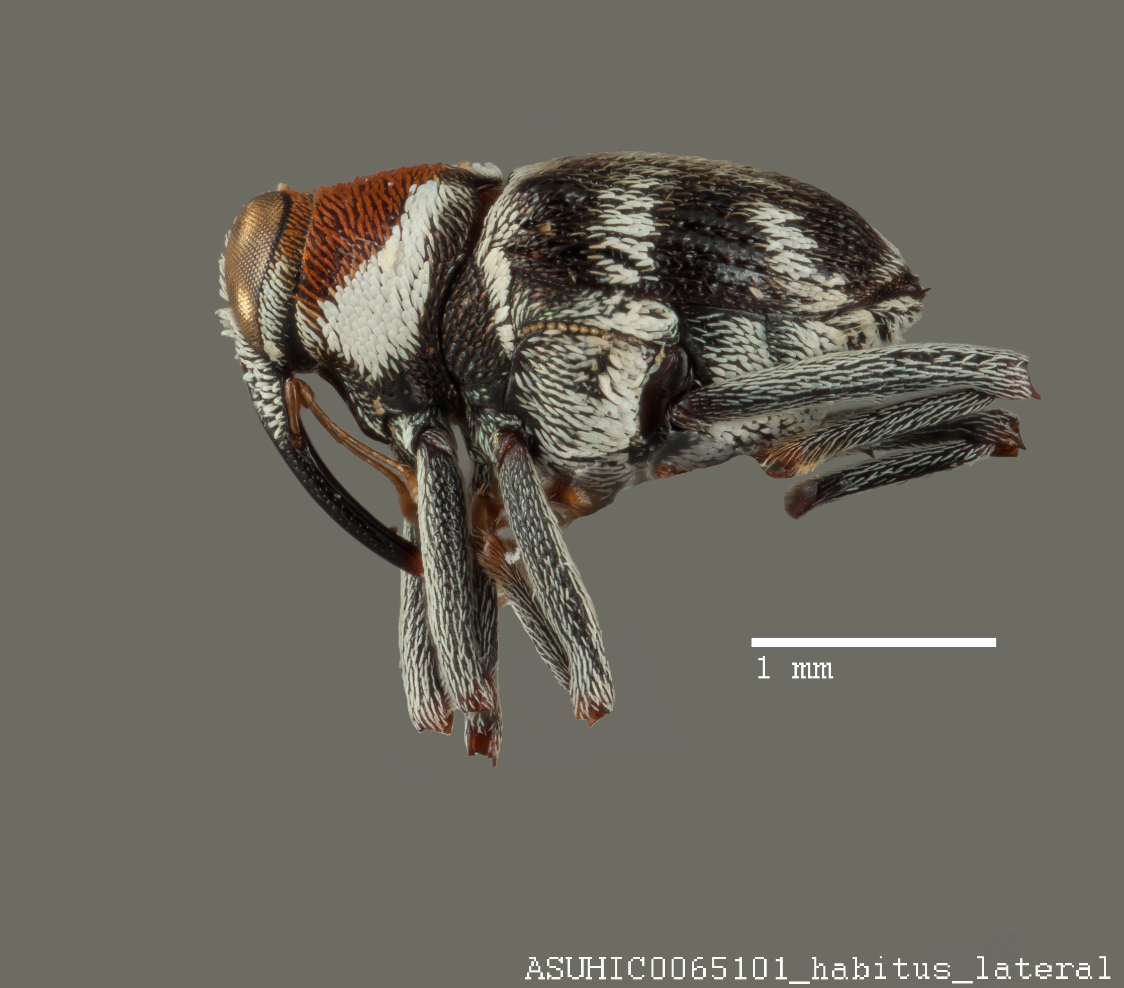 Hoplocopturus image