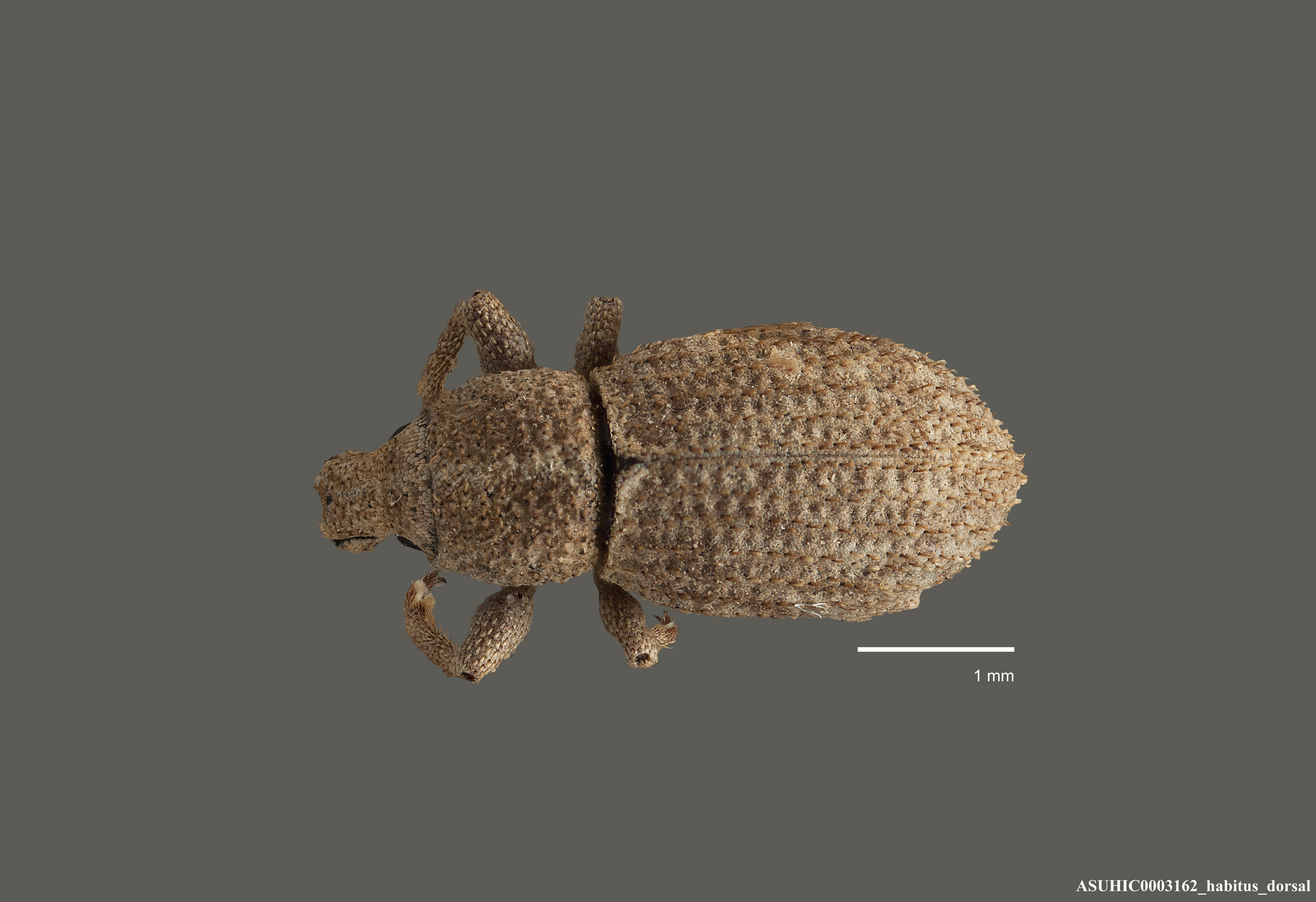 Dichoxenus occidentalis image