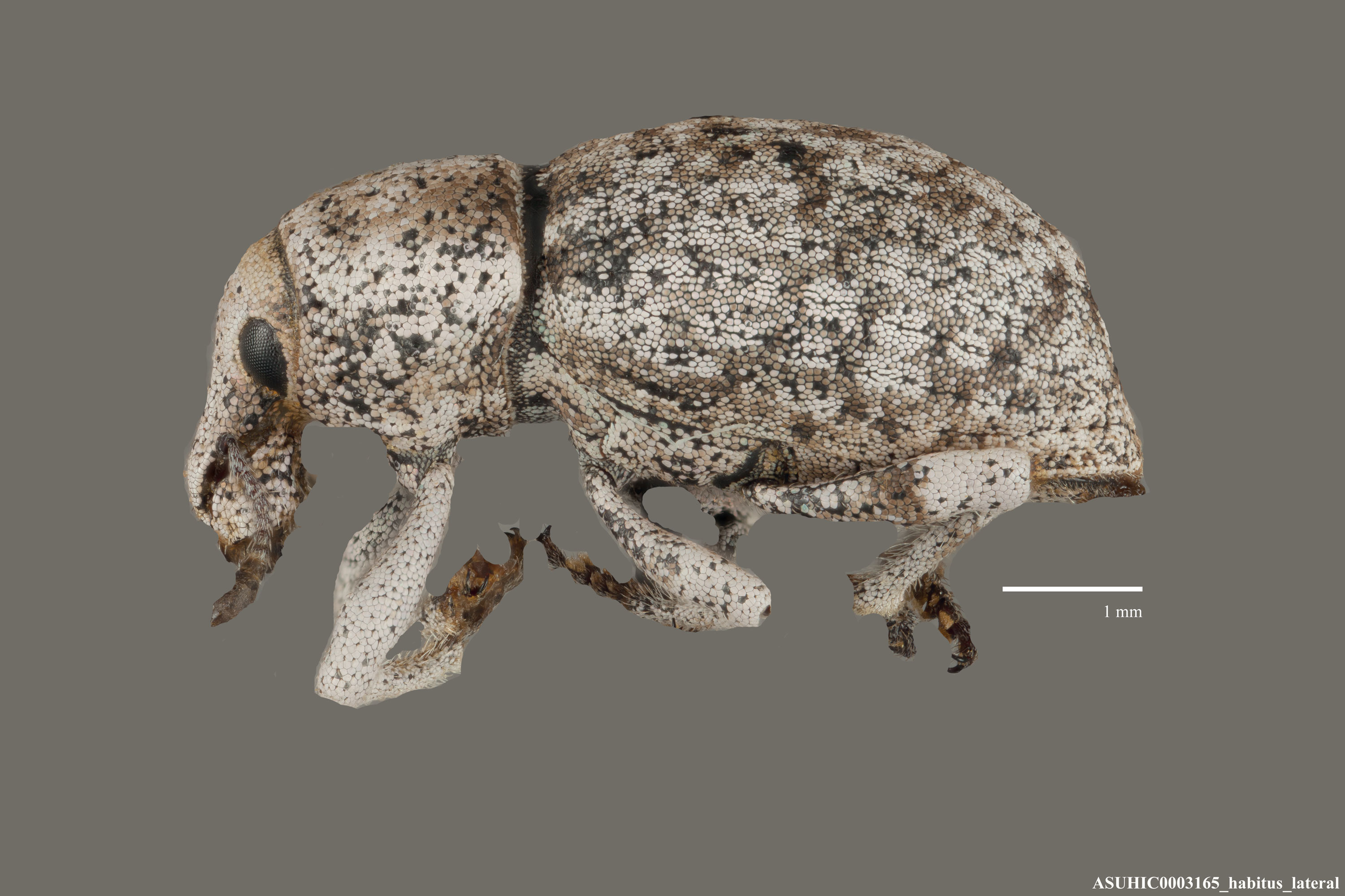 Ophryastes huachucae image