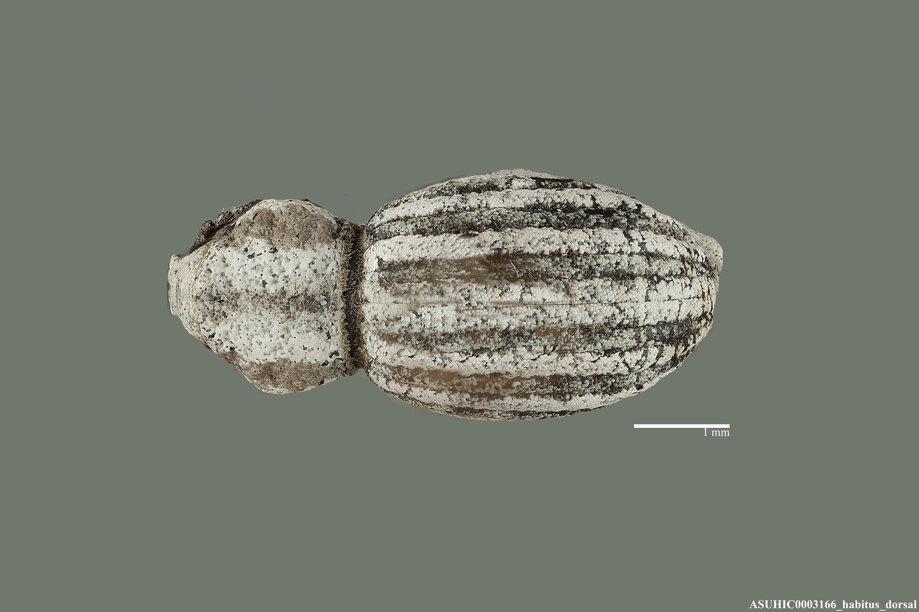 Ophryastes geminatus image