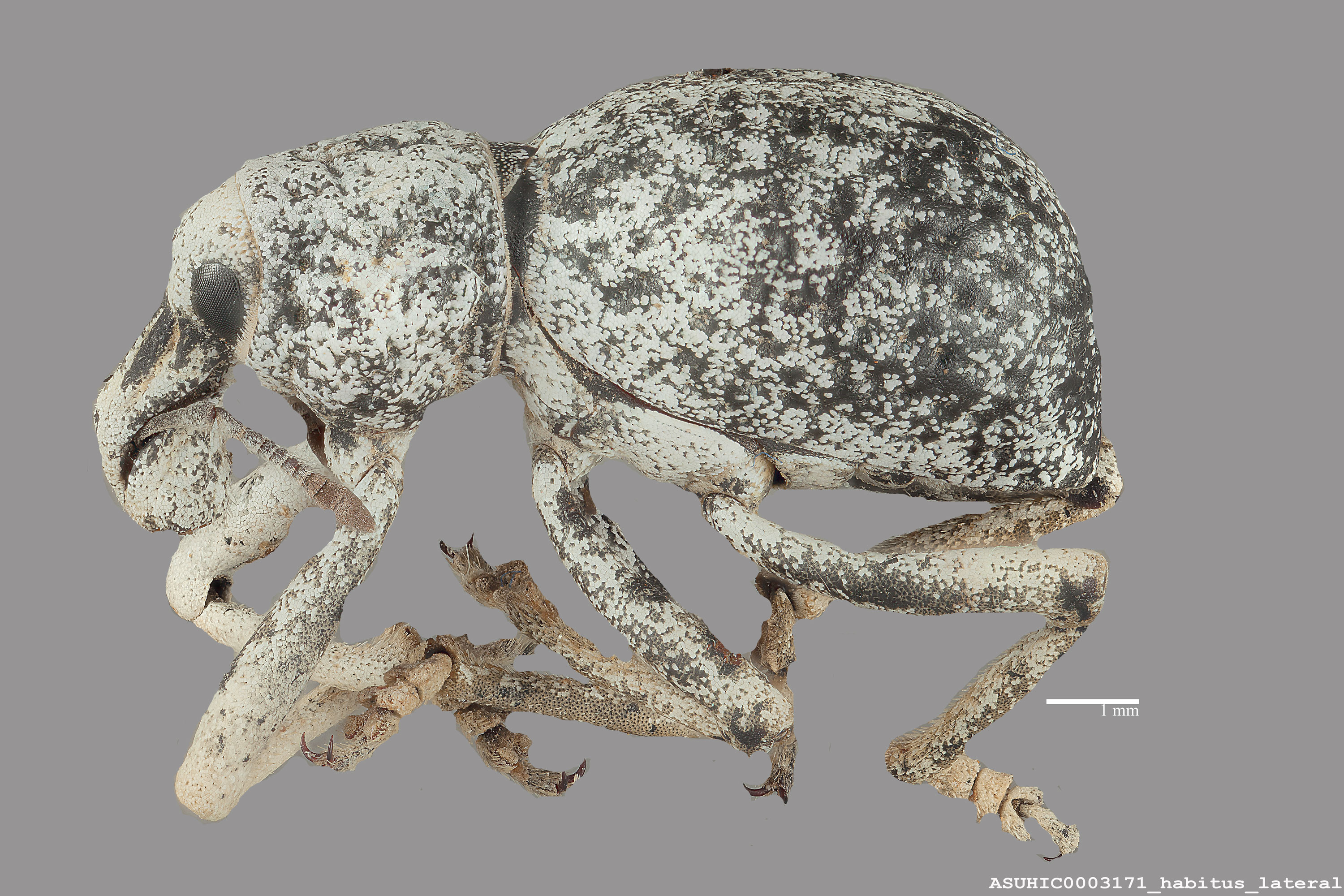 Ophryastes argentatus image