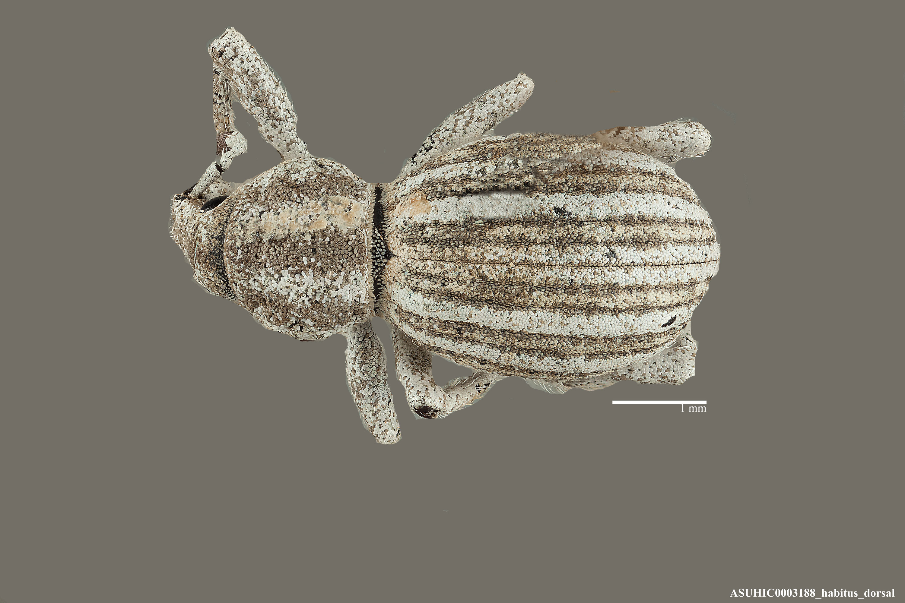 Ophryastes griseus image