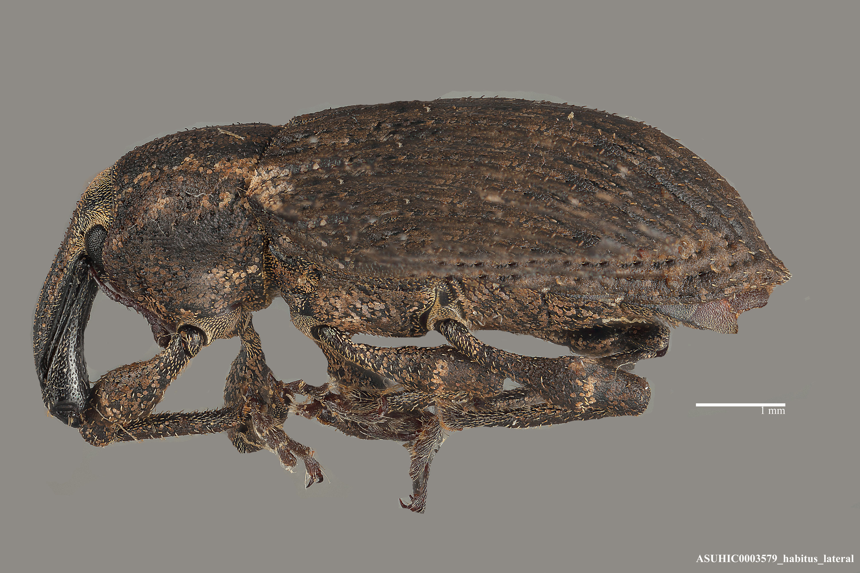 Listronotus callosus image