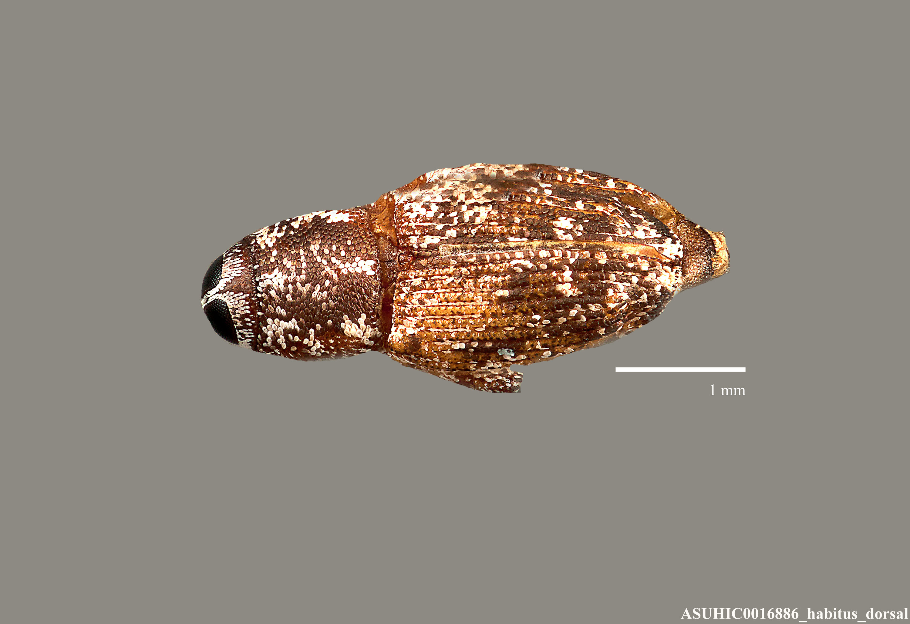 Cylindrocopturus eatoni image