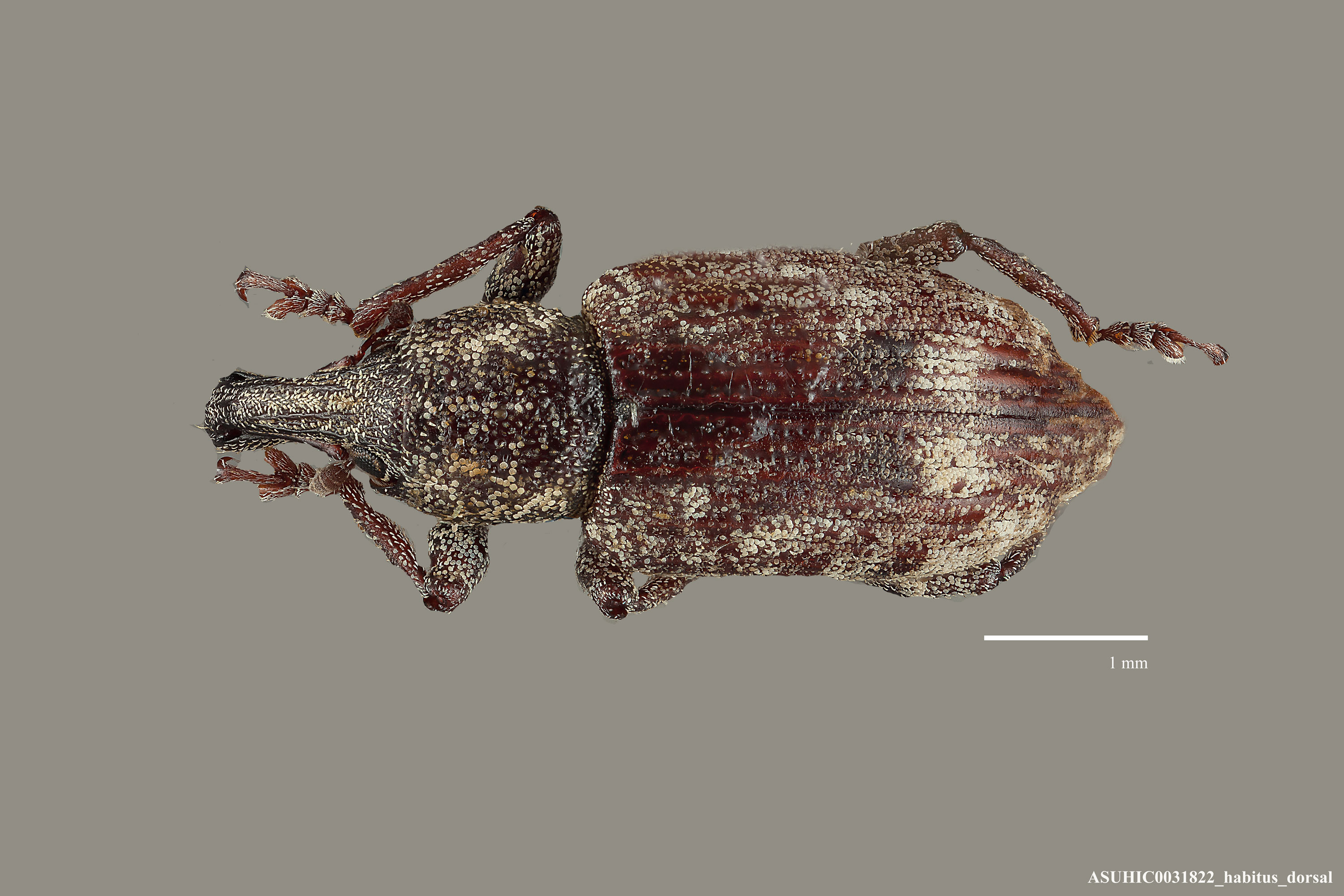 Listronotus appendiculatus image