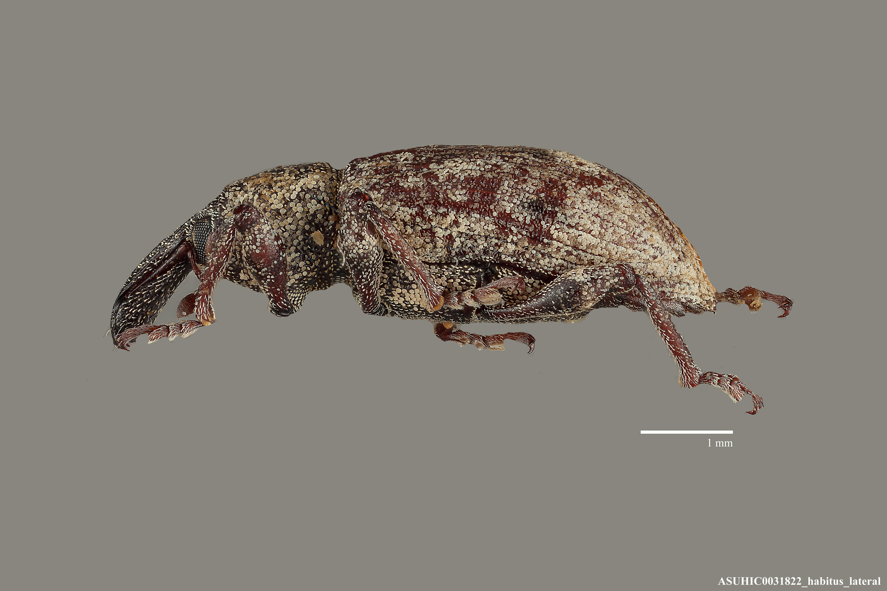 Listronotus appendiculatus image